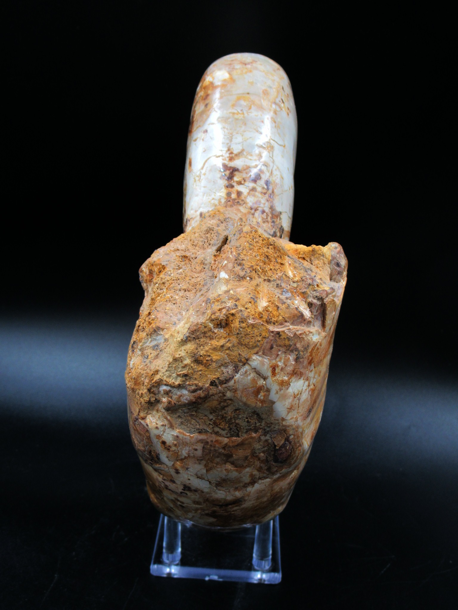 Madagascar Jurassic Perisphinctes Ammonite 32a | Fossils for Sale Genuine Jurassic Age Perisphinctes Ammonite For Sale from Madagascar #32a