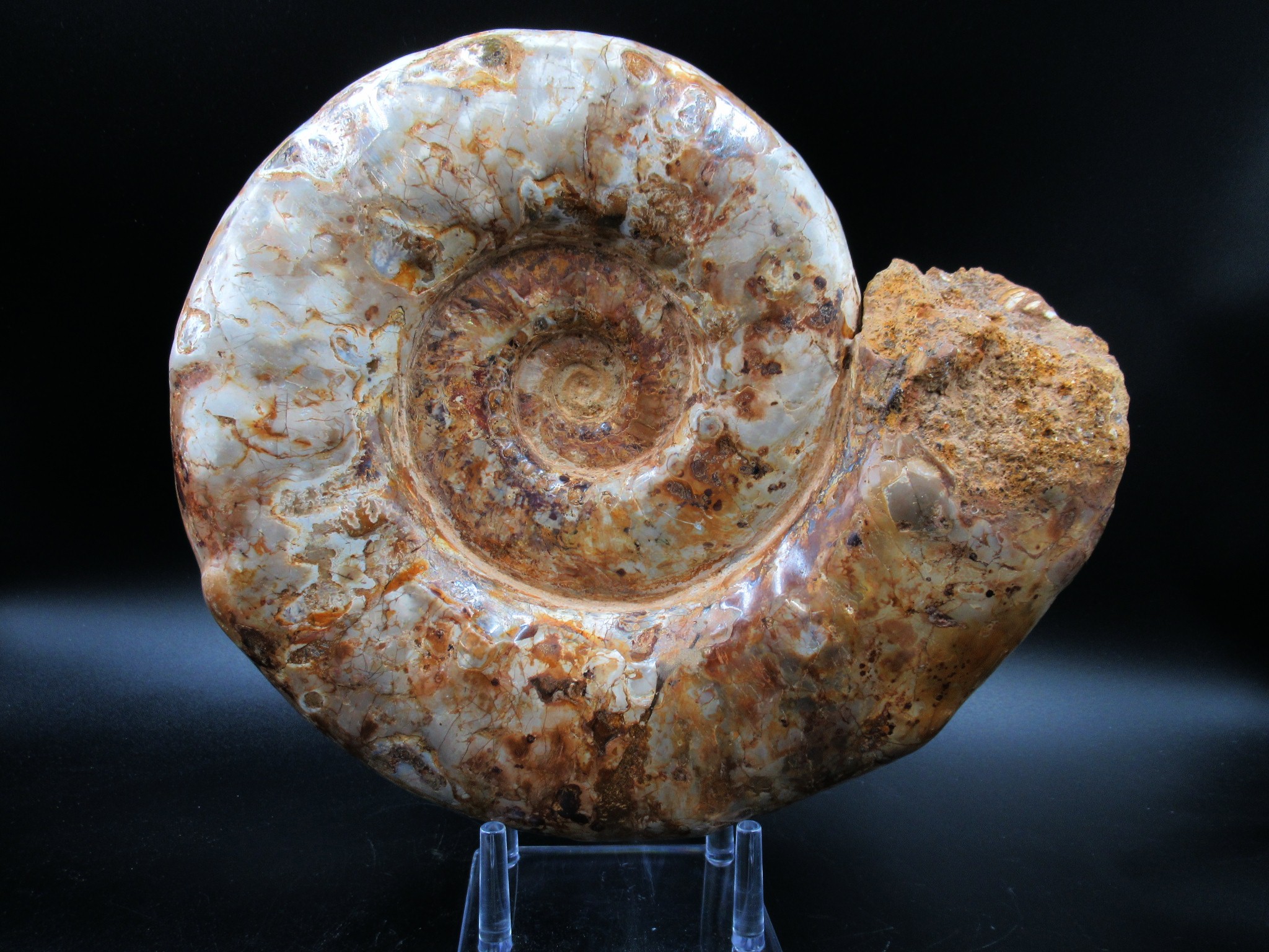 Madagascar Jurassic Perisphinctes Ammonite 32b | Fossils for Sale Genuine Jurassic Age Perisphinctes Ammonite For Sale from Madagascar #32b