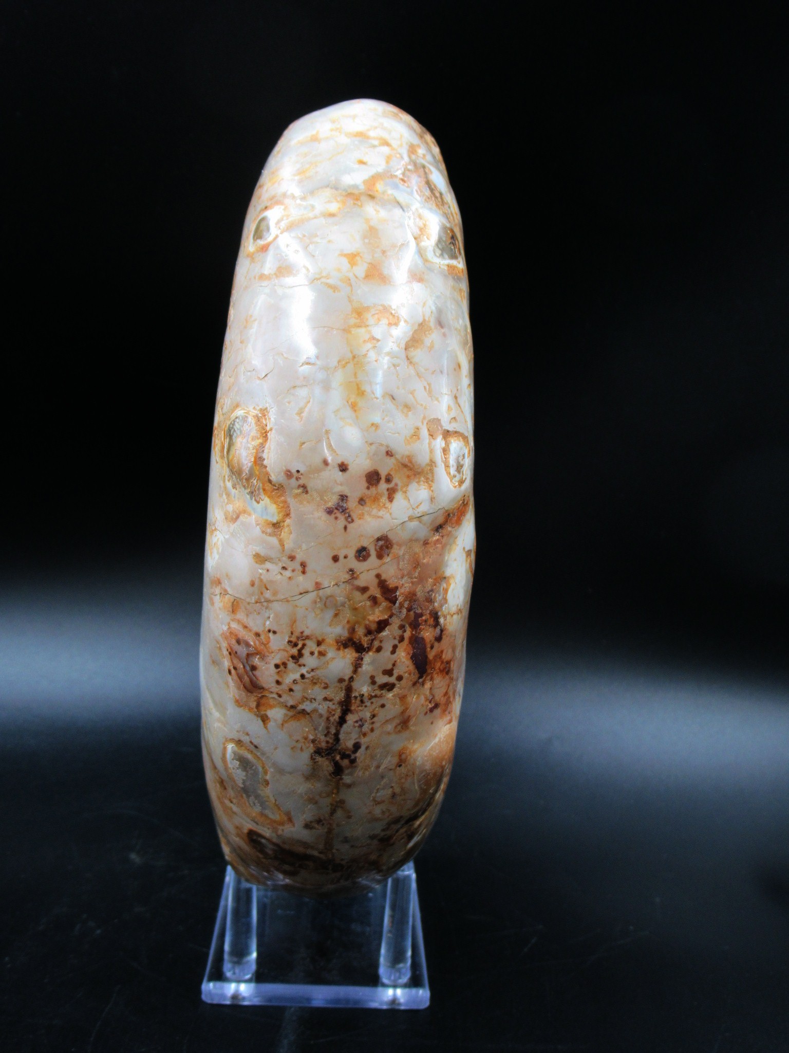 Madagascar Jurassic Perisphinctes Ammonite 32c | Fossils for Sale Genuine Jurassic Age Perisphinctes Ammonite For Sale from Madagascar #32c