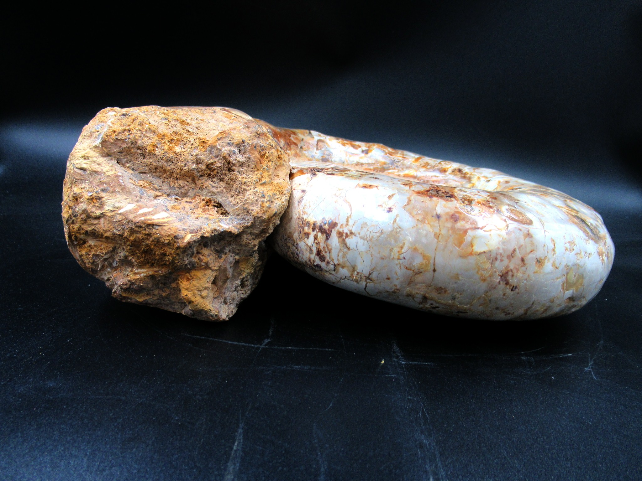 Madagascar Jurassic Perisphinctes Ammonite 32d | Fossils for Sale Genuine Jurassic Age Perisphinctes Ammonite For Sale from Madagascar #32d