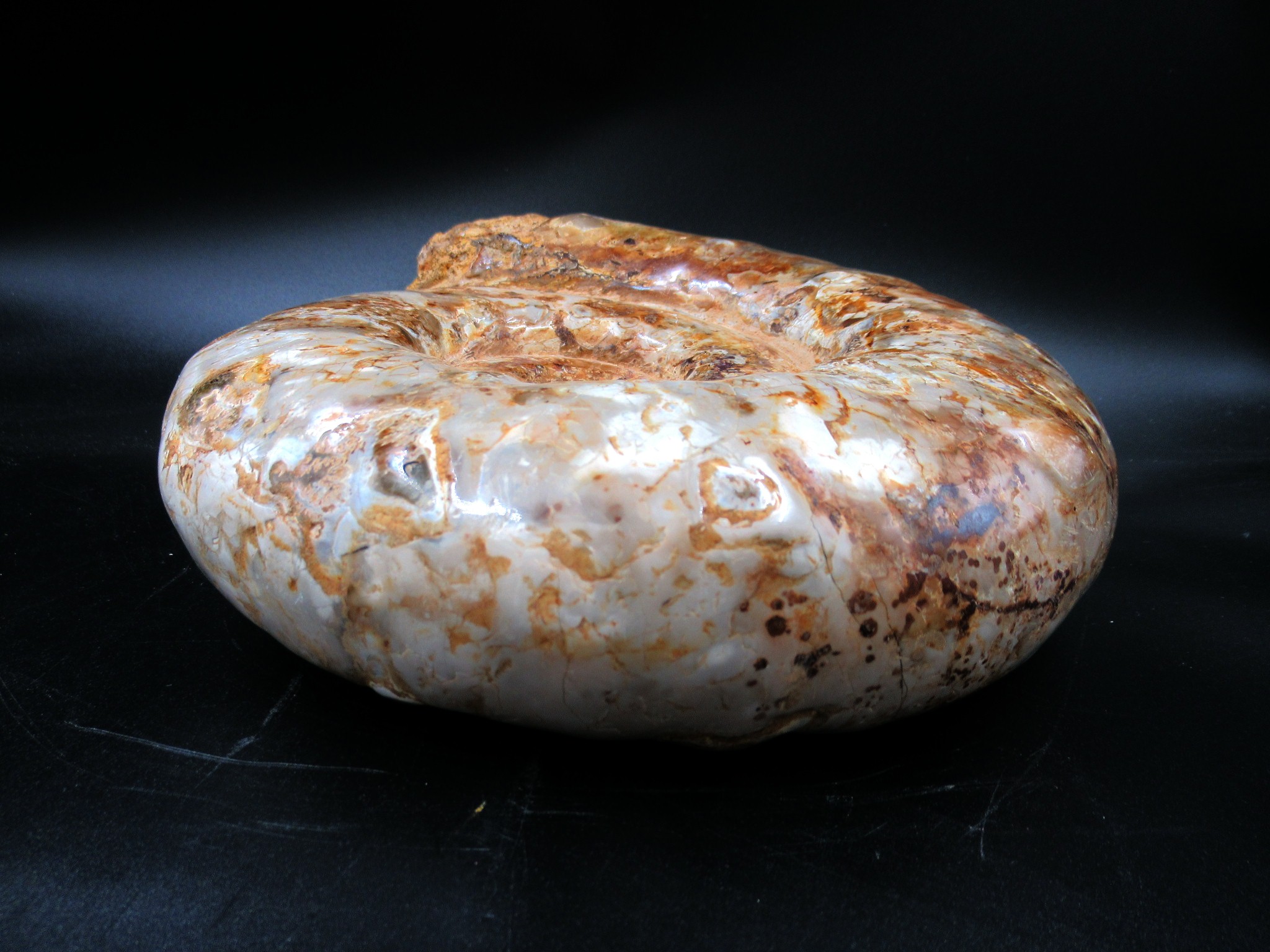 Madagascar Jurassic Perisphinctes Ammonite 32e | Fossils for Sale Genuine Jurassic Age Perisphinctes Ammonite For Sale from Madagascar #32e