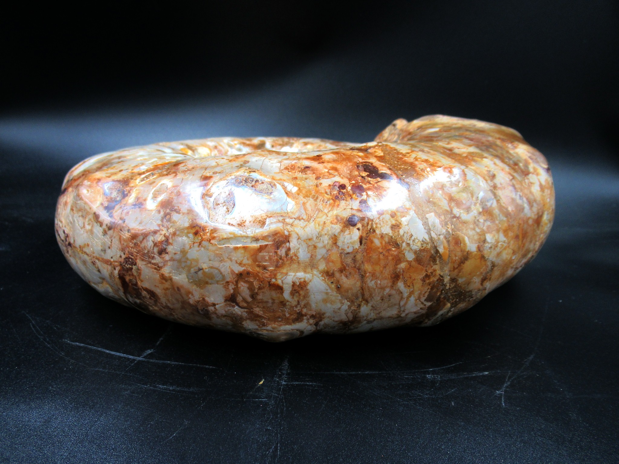 Madagascar Jurassic Perisphinctes Ammonite 32f | Fossils for Sale Genuine Jurassic Age Perisphinctes Ammonite For Sale from Madagascar #32f