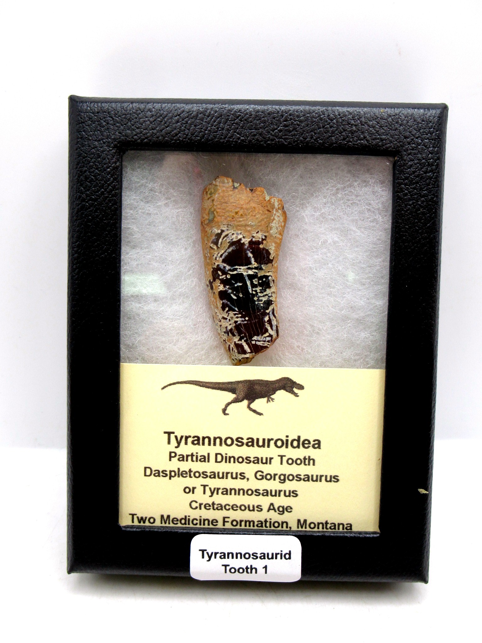 Montana Cretaceous Tyrannosaurid Partial Tooth 1 | Fossils for Sale Genuine Cretaceous Age Tyrannosaurid Partial Tooth for Sale from Montana #1
