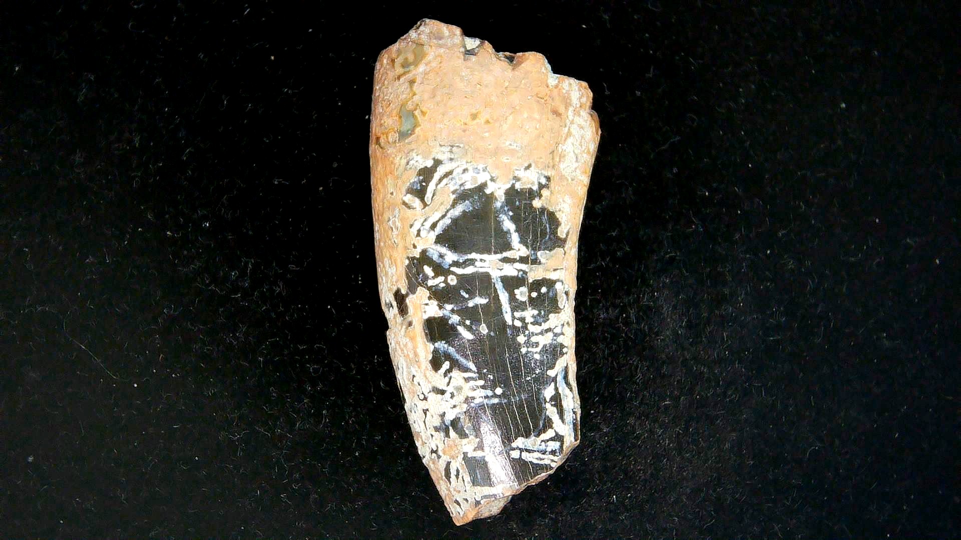 Montana Cretaceous Tyrannosaurid Partial Tooth 1a | Fossils for Sale Genuine Cretaceous Age Tyrannosaurid Partial Tooth for Sale from Montana #1a