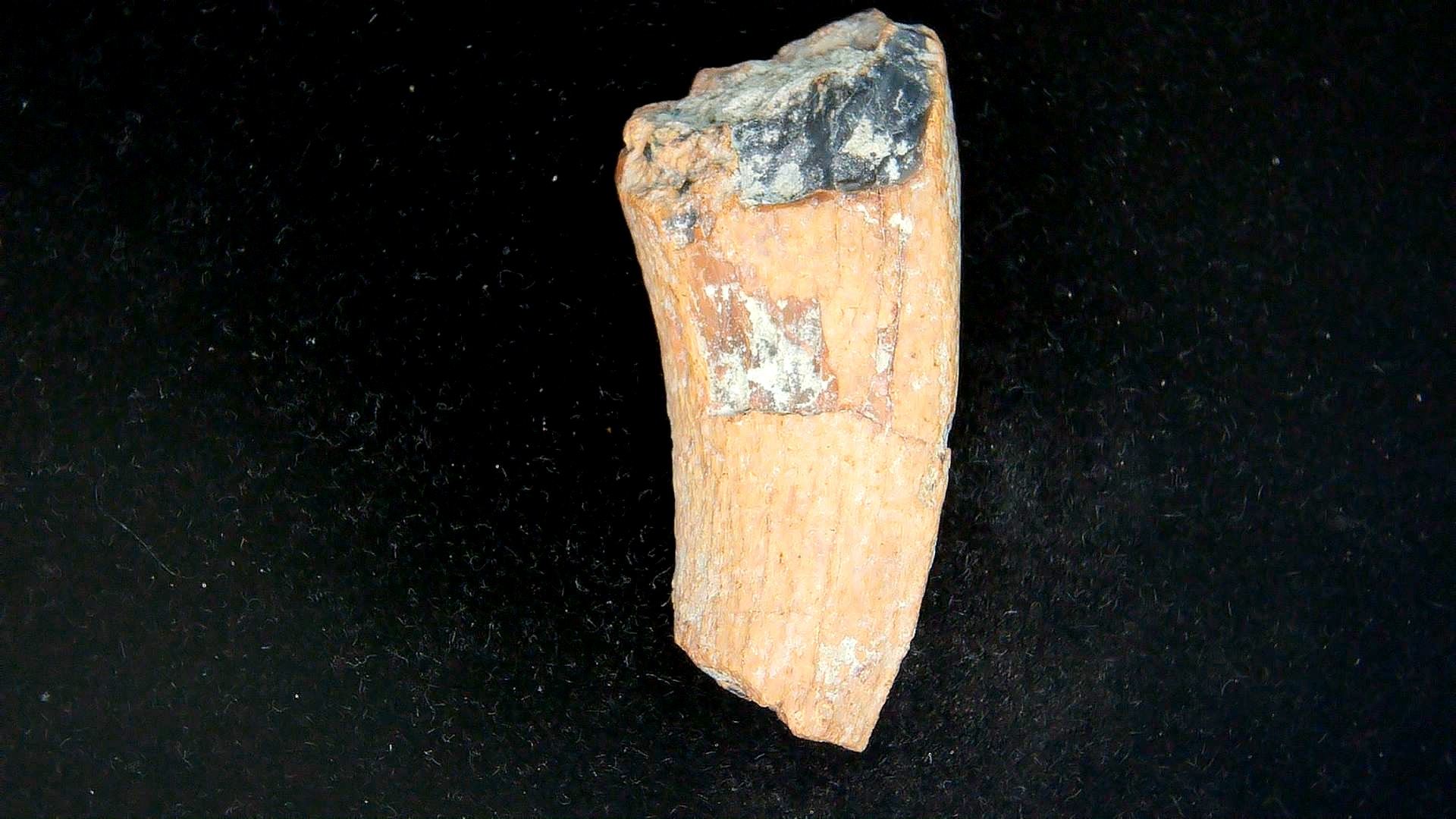 Montana Cretaceous Tyrannosaurid Partial Tooth 1b | Fossils for Sale Genuine Cretaceous Age Tyrannosaurid Partial Tooth for Sale from Montana #1b