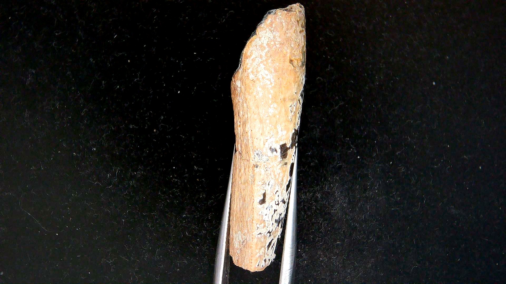 Montana Cretaceous Tyrannosaurid Partial Tooth 1c | Fossils for Sale Genuine Cretaceous Age Tyrannosaurid Partial Tooth for Sale from Montana #1c