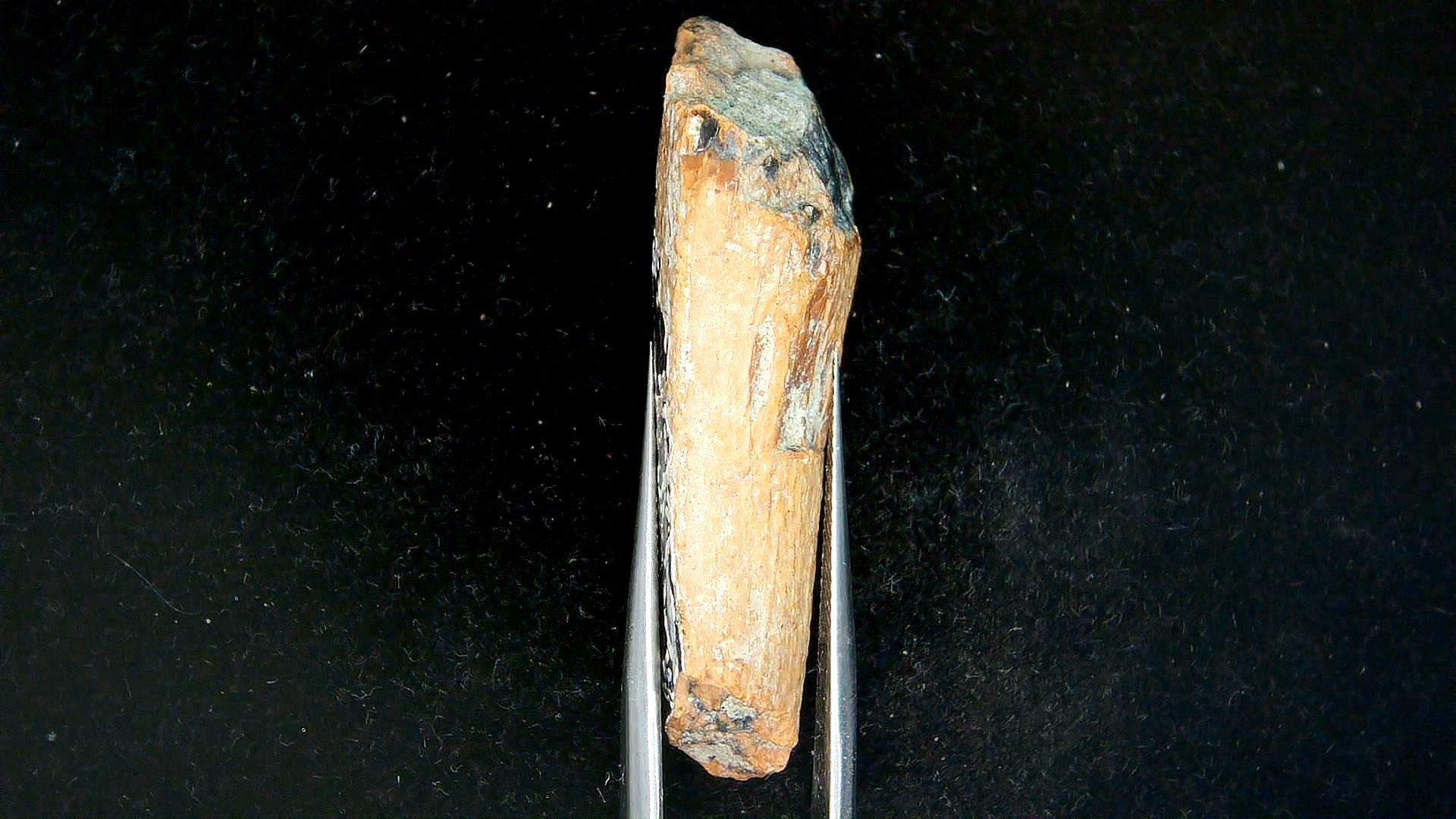 Montana Cretaceous Tyrannosaurid Partial Tooth 1d | Fossils for Sale Genuine Cretaceous Age Tyrannosaurid Partial Tooth for Sale from Montana #1d