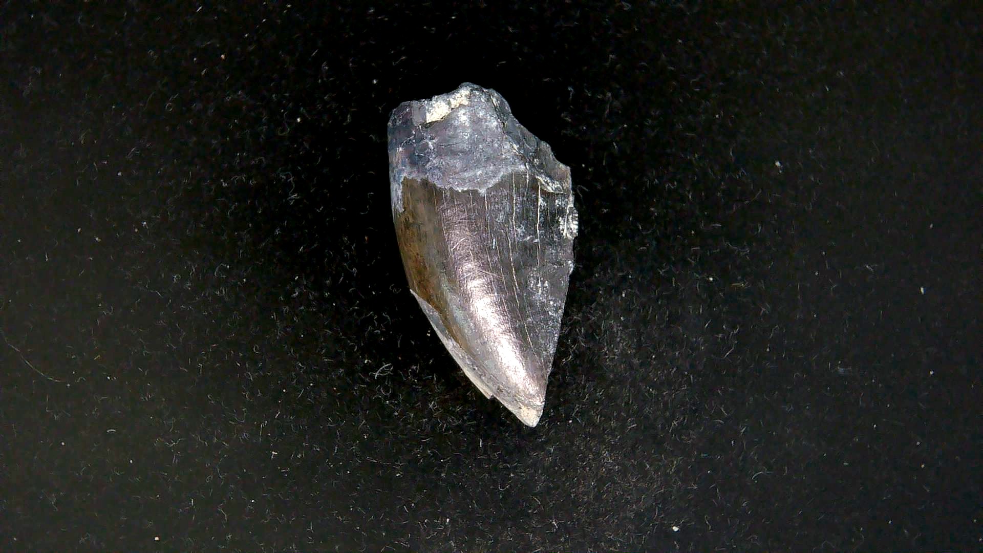 Montana Cretaceous Tyrannosaurid Partial Tooth 7a | Fossils for Sale Genuine Cretaceous Age Tyrannosaurid Partial Tooth for Sale from Montana #7a