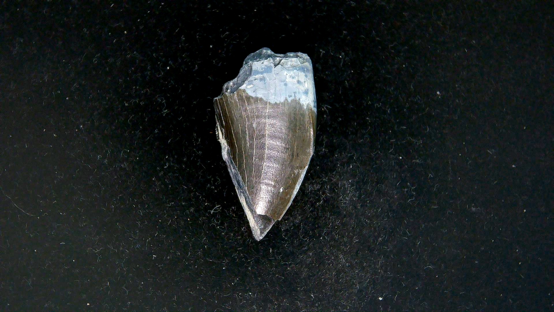 Montana Cretaceous Tyrannosaurid Partial Tooth 7b | Fossils for Sale Genuine Cretaceous Age Tyrannosaurid Partial Tooth for Sale from Montana #7b