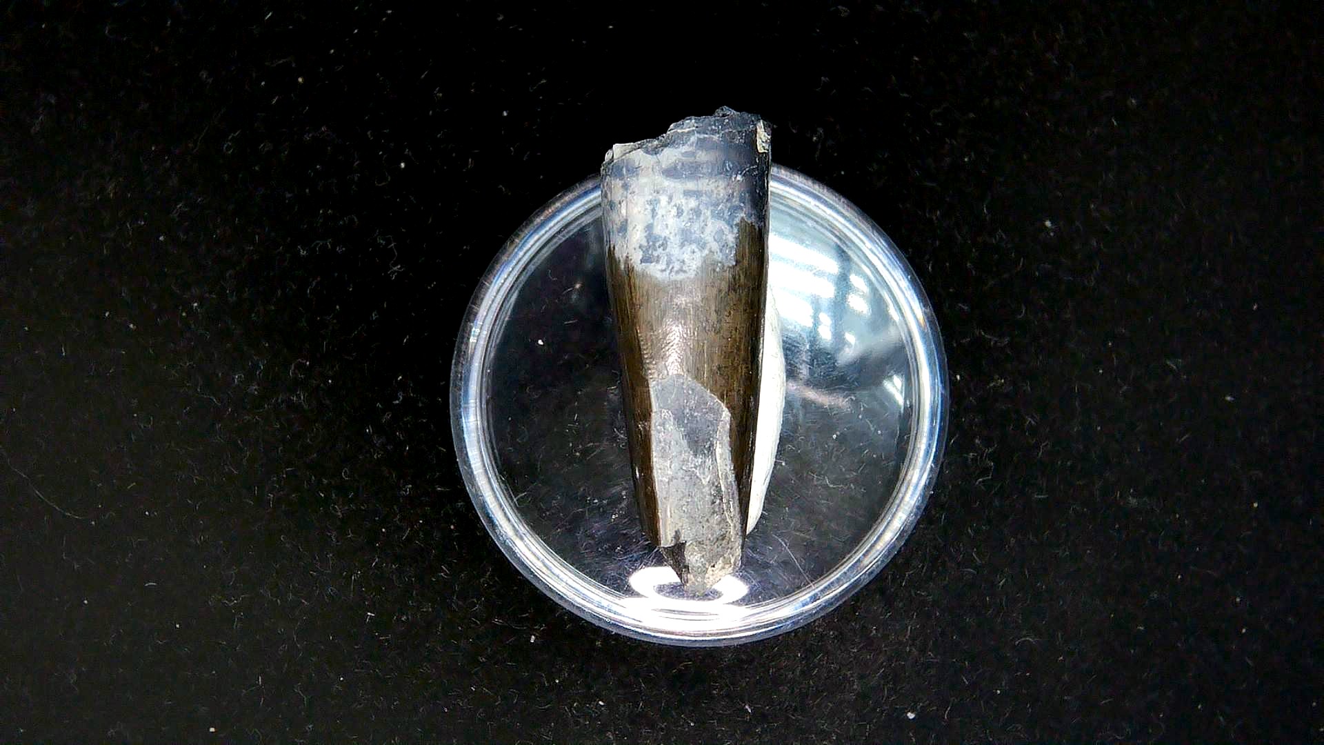 Montana Cretaceous Tyrannosaurid Partial Tooth 7c | Fossils for Sale Genuine Cretaceous Age Tyrannosaurid Partial Tooth for Sale from Montana #7c