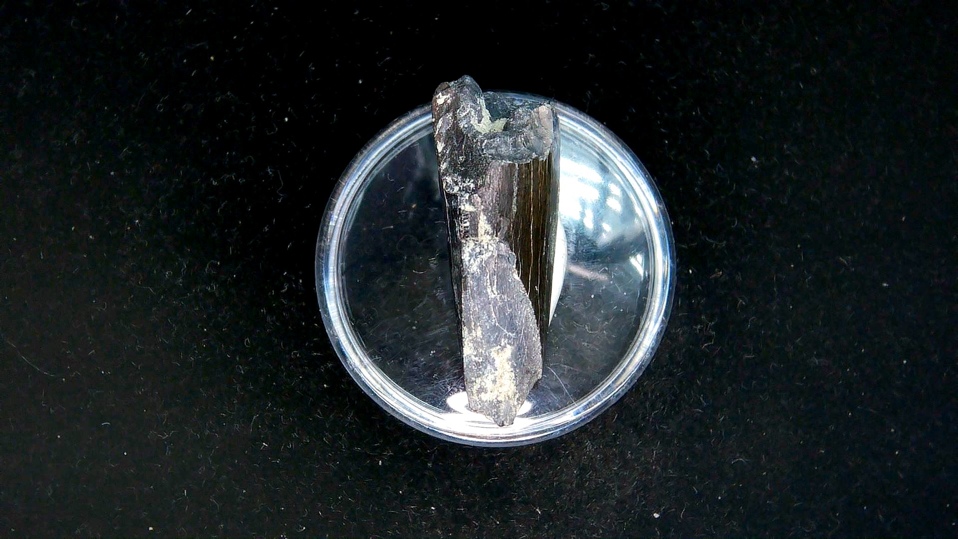 Montana Cretaceous Tyrannosaurid Partial Tooth 7d | Fossils for Sale Genuine Cretaceous Age Tyrannosaurid Partial Tooth for Sale from Montana #7d