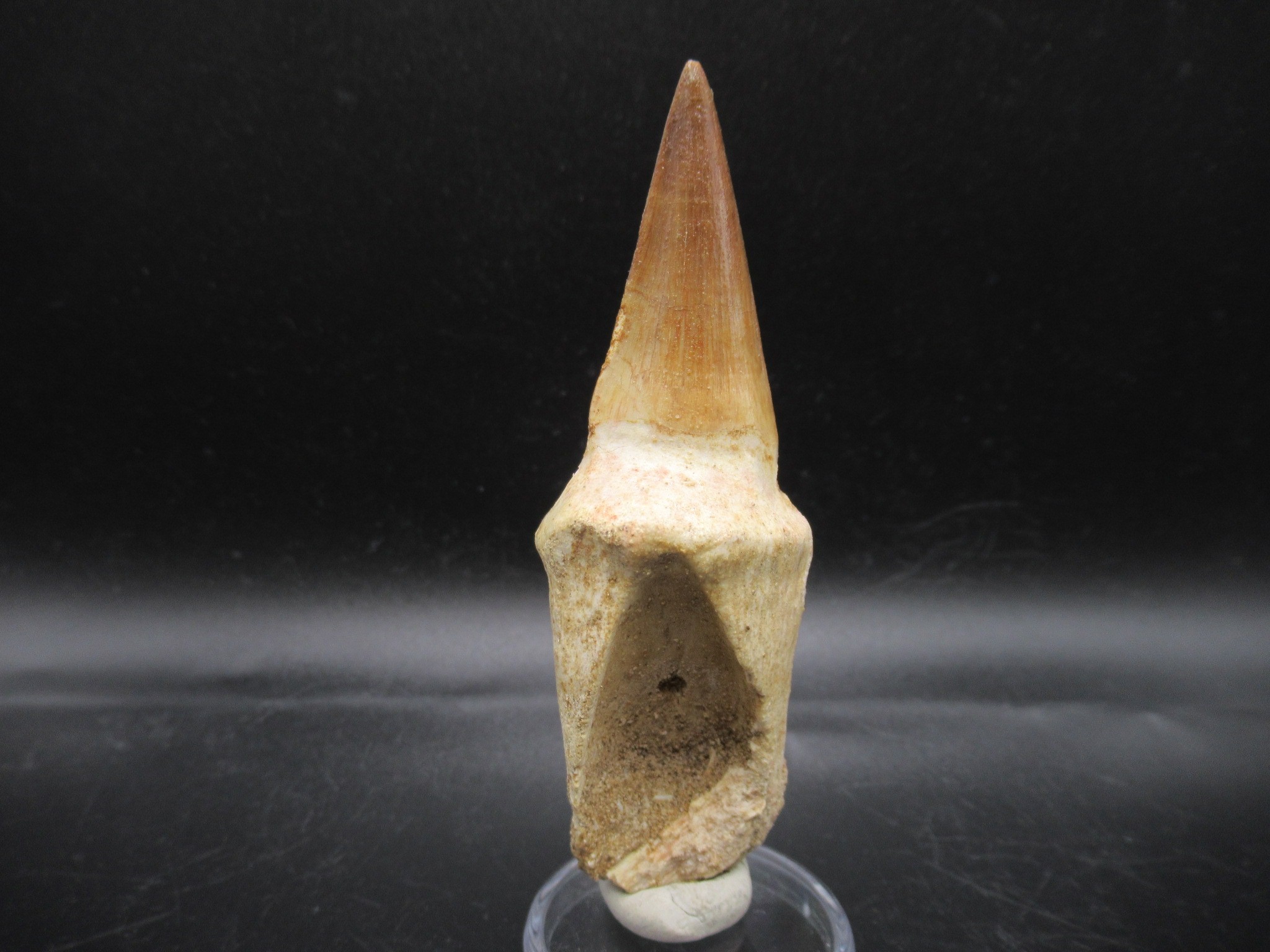 Morocco Cretaceous Prognathodon Anceps Mosasaur Tooth 11 | Fossils for Sale Genuine Cretaceous Age Prognathodon Anceps Mosasaur Tooth for Sale from Morocco #11