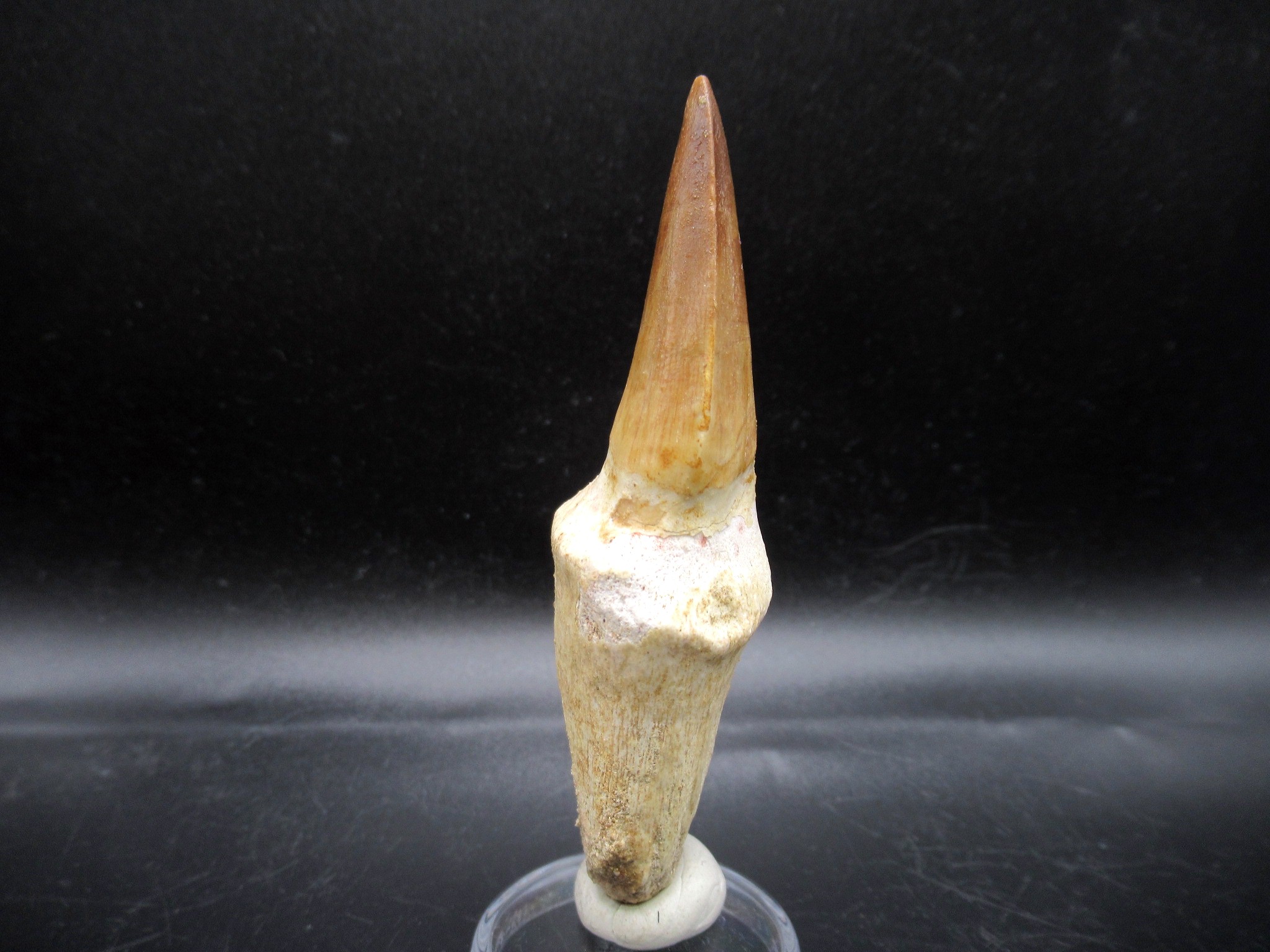 Morocco Cretaceous Prognathodon Anceps Mosasaur Tooth 11a | Fossils for Sale Genuine Cretaceous Age Prognathodon Anceps Mosasaur Tooth for Sale from Morocco #11a