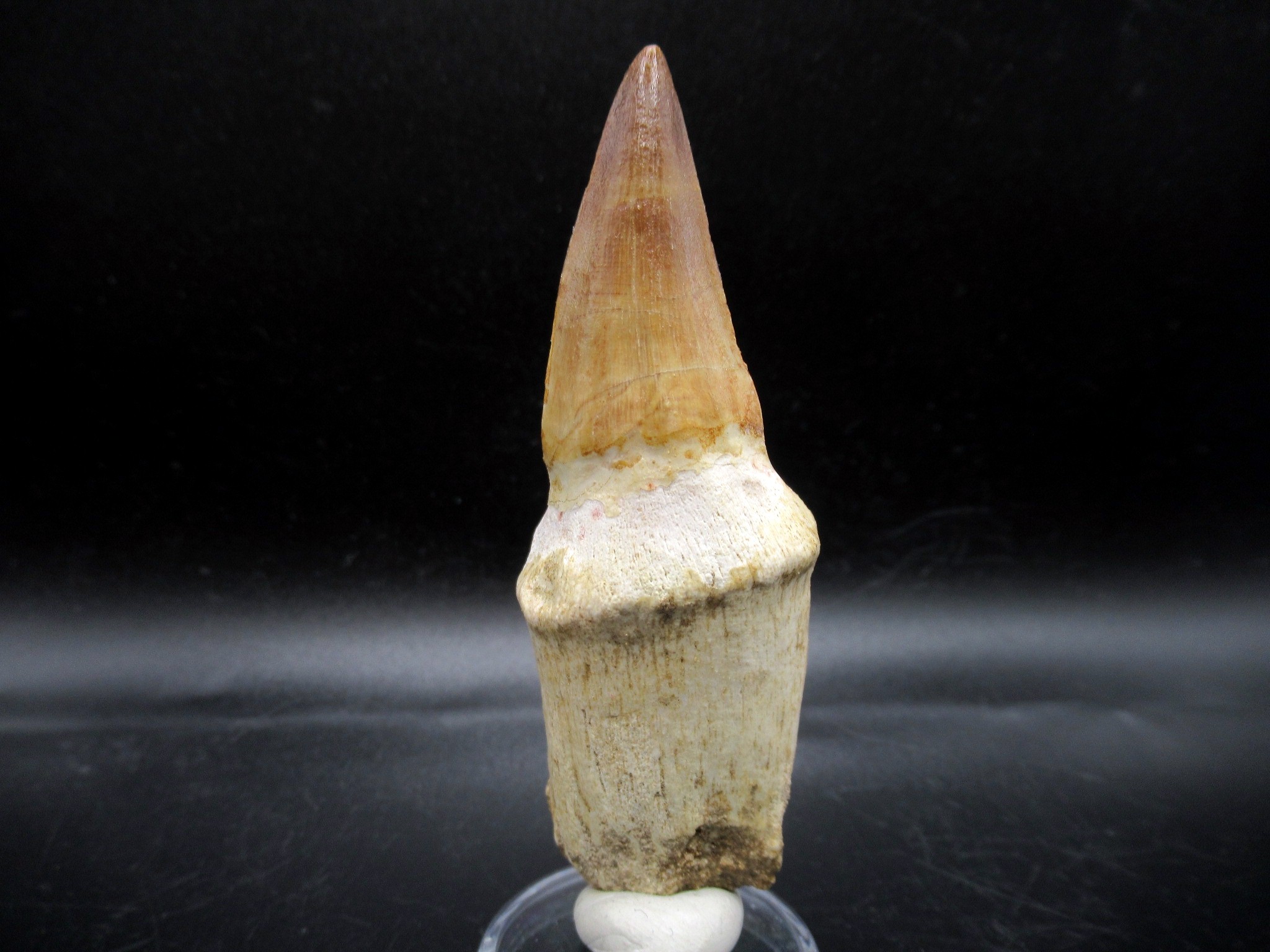 Morocco Cretaceous Prognathodon Anceps Mosasaur Tooth 11b | Fossils for Sale Genuine Cretaceous Age Prognathodon Anceps Mosasaur Tooth for Sale from Morocco #11b