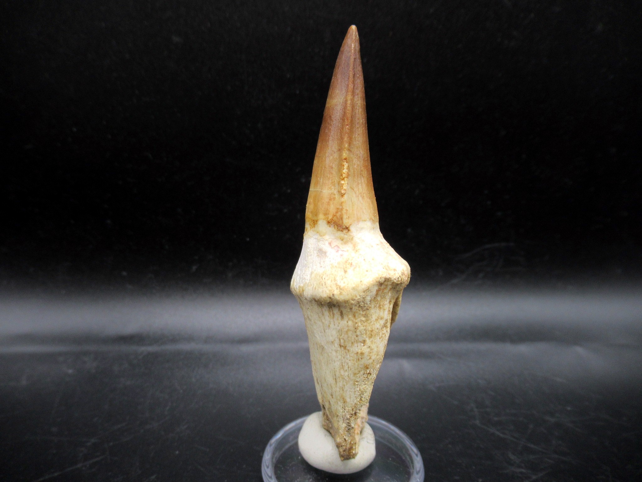 Morocco Cretaceous Prognathodon Anceps Mosasaur Tooth 11c | Fossils for Sale Genuine Cretaceous Age Prognathodon Anceps Mosasaur Tooth for Sale from Morocco #11c