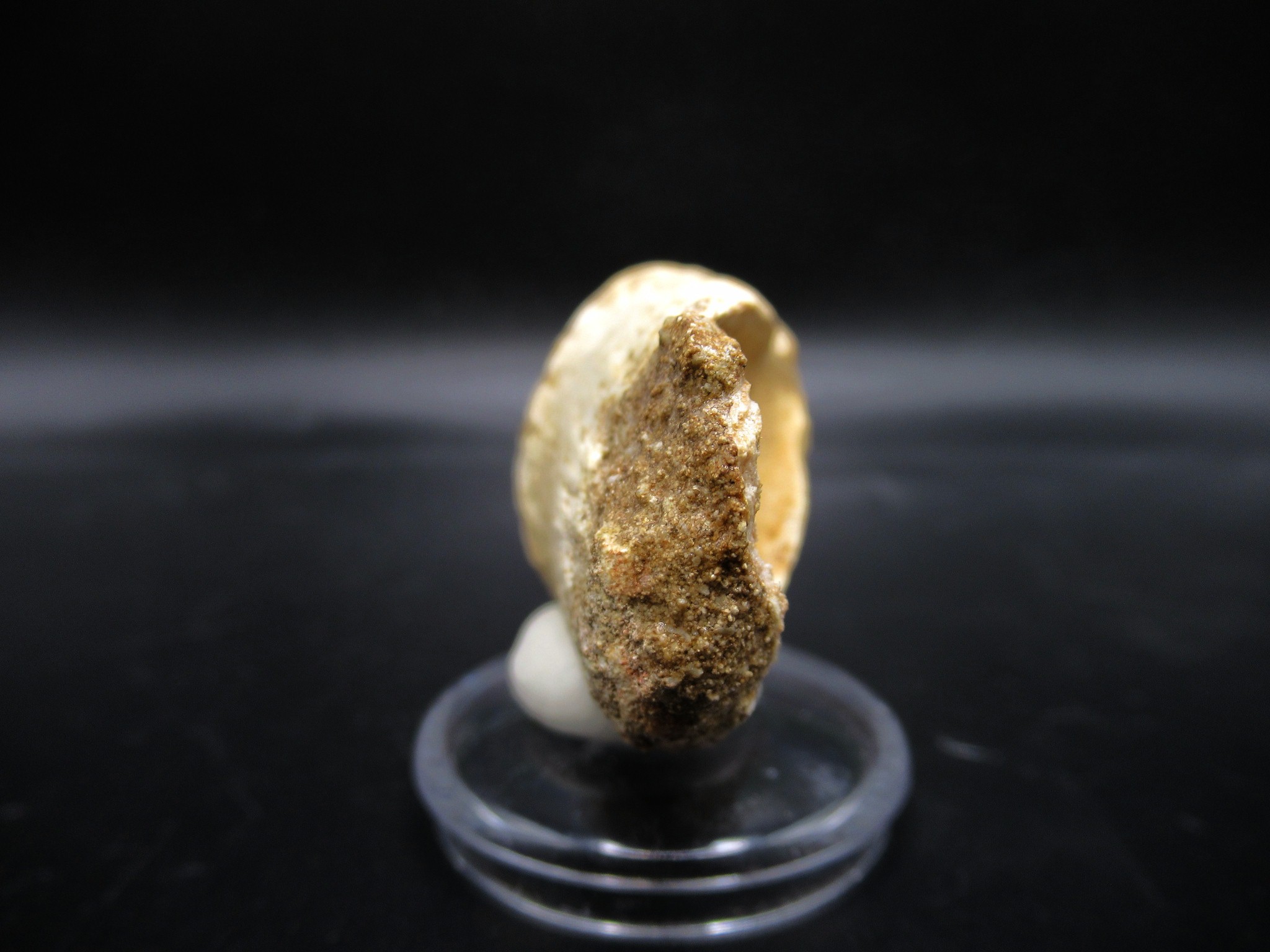 Morocco Cretaceous Prognathodon Anceps Mosasaur Tooth 11d | Fossils for Sale Genuine Cretaceous Age Prognathodon Anceps Mosasaur Tooth for Sale from Morocco #11d