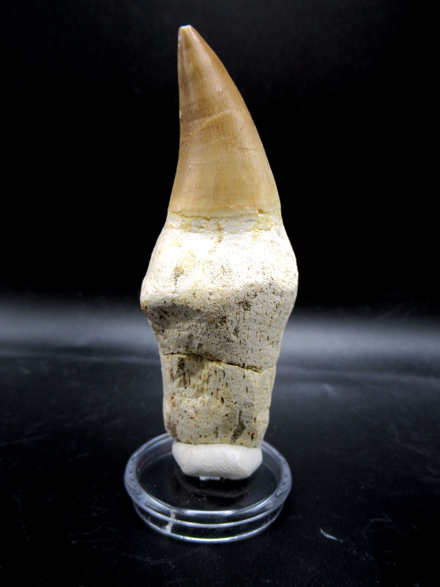 Morocco Cretaceous Prognathodon Anceps Mosasaur Tooth 12 | Fossils for Sale Genuine Cretaceous Age Prognathodon Anceps Mosasaur Tooth for Sale from Morocco #12
