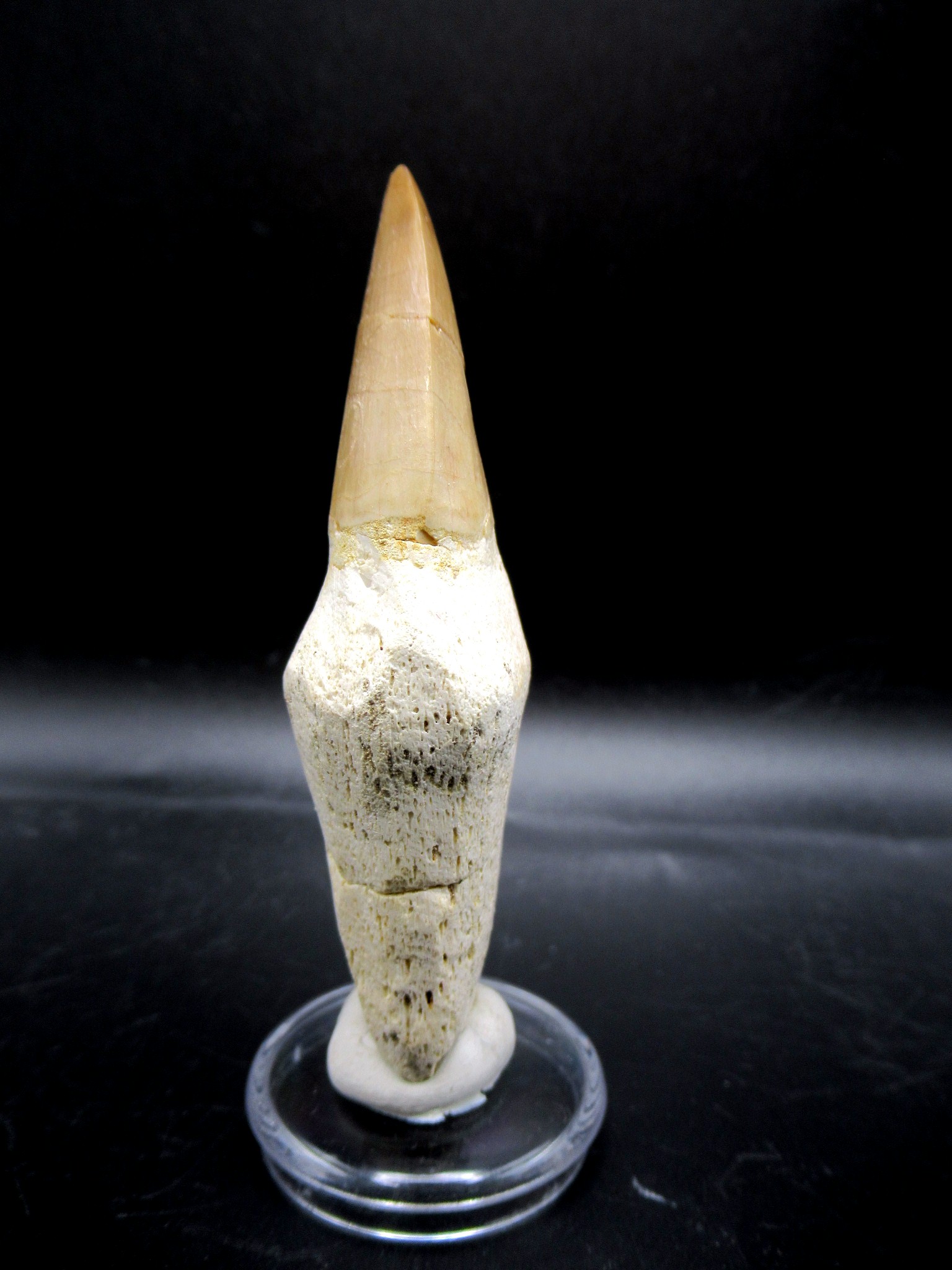 Morocco Cretaceous Prognathodon Anceps Mosasaur Tooth 12a | Fossils for Sale Genuine Cretaceous Age Prognathodon Anceps Mosasaur Tooth for Sale from Morocco #12a