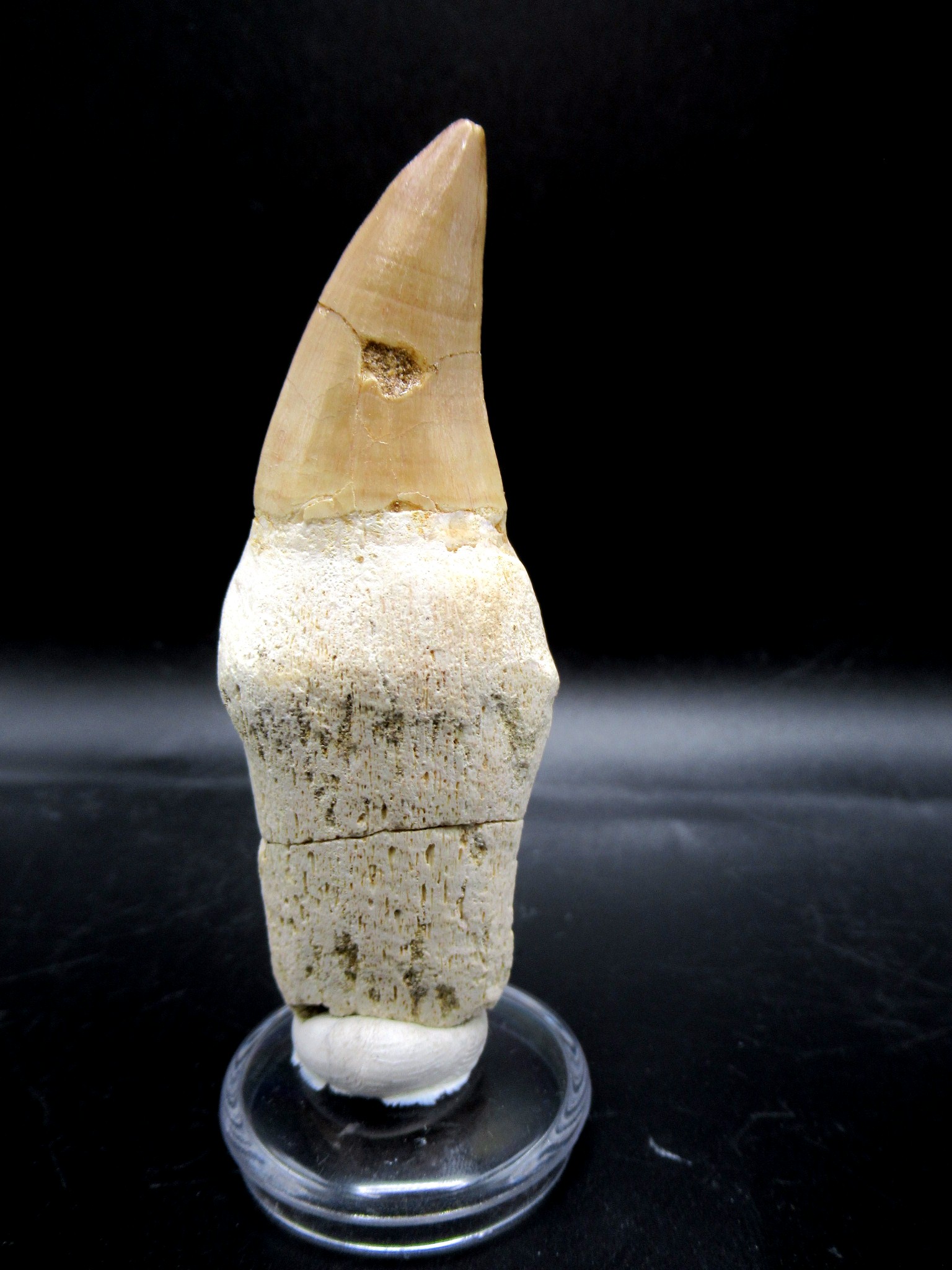 Morocco Cretaceous Prognathodon Anceps Mosasaur Tooth 12b | Fossils for Sale Genuine Cretaceous Age Prognathodon Anceps Mosasaur Tooth for Sale from Morocco #12b
