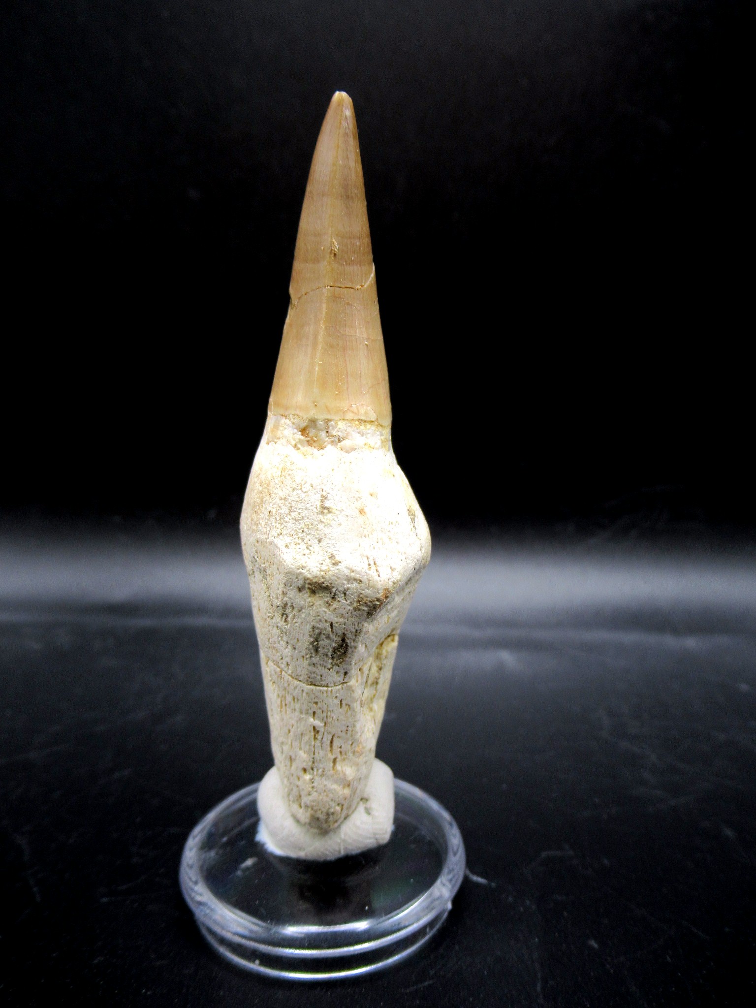 Morocco Cretaceous Prognathodon Anceps Mosasaur Tooth 12c | Fossils for Sale Genuine Cretaceous Age Prognathodon Anceps Mosasaur Tooth for Sale from Morocco #12c