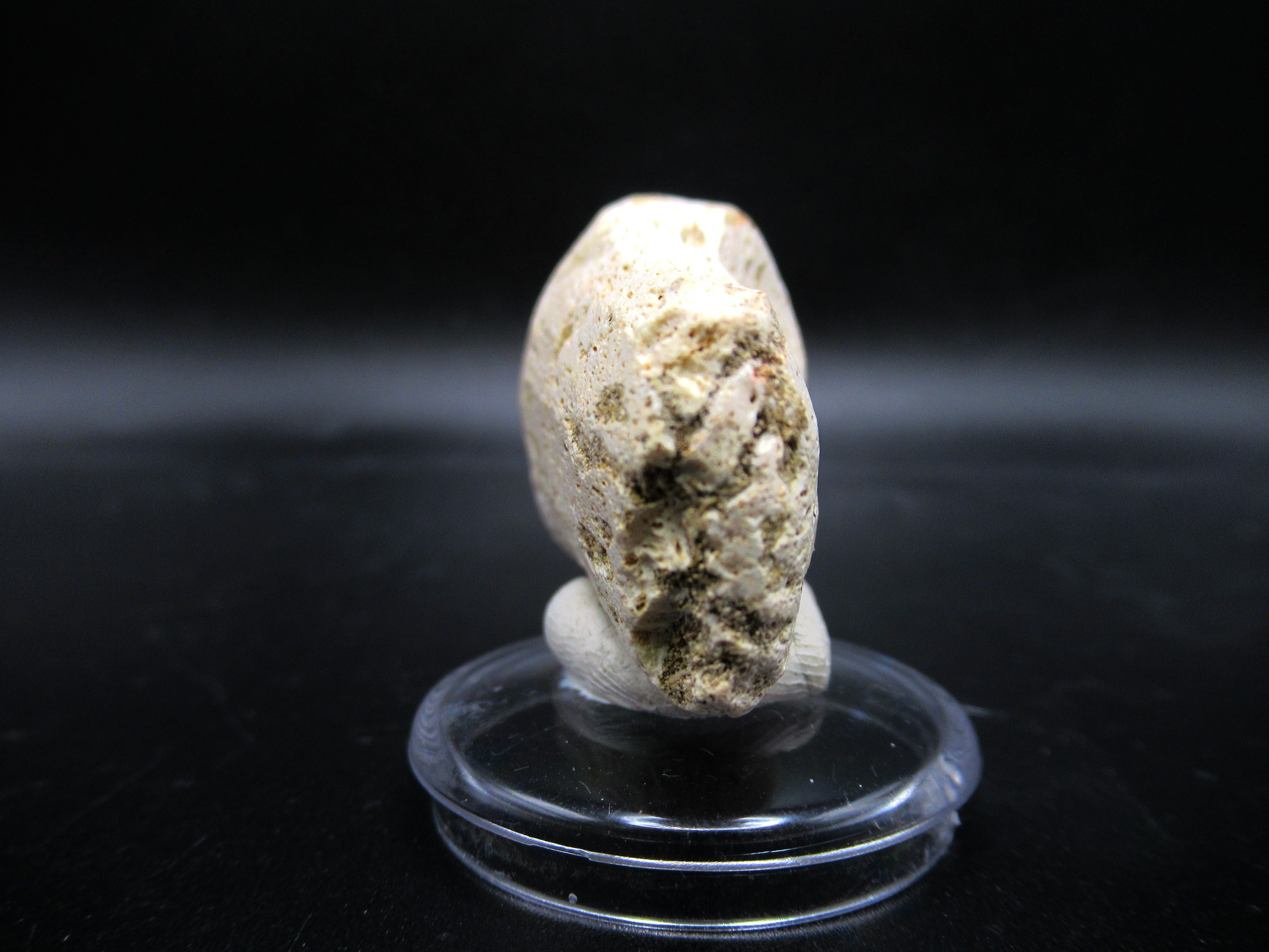 Morocco Cretaceous Prognathodon Anceps Mosasaur Tooth 12d | Fossils for Sale Genuine Cretaceous Age Prognathodon Anceps Mosasaur Tooth for Sale from Morocco #12d