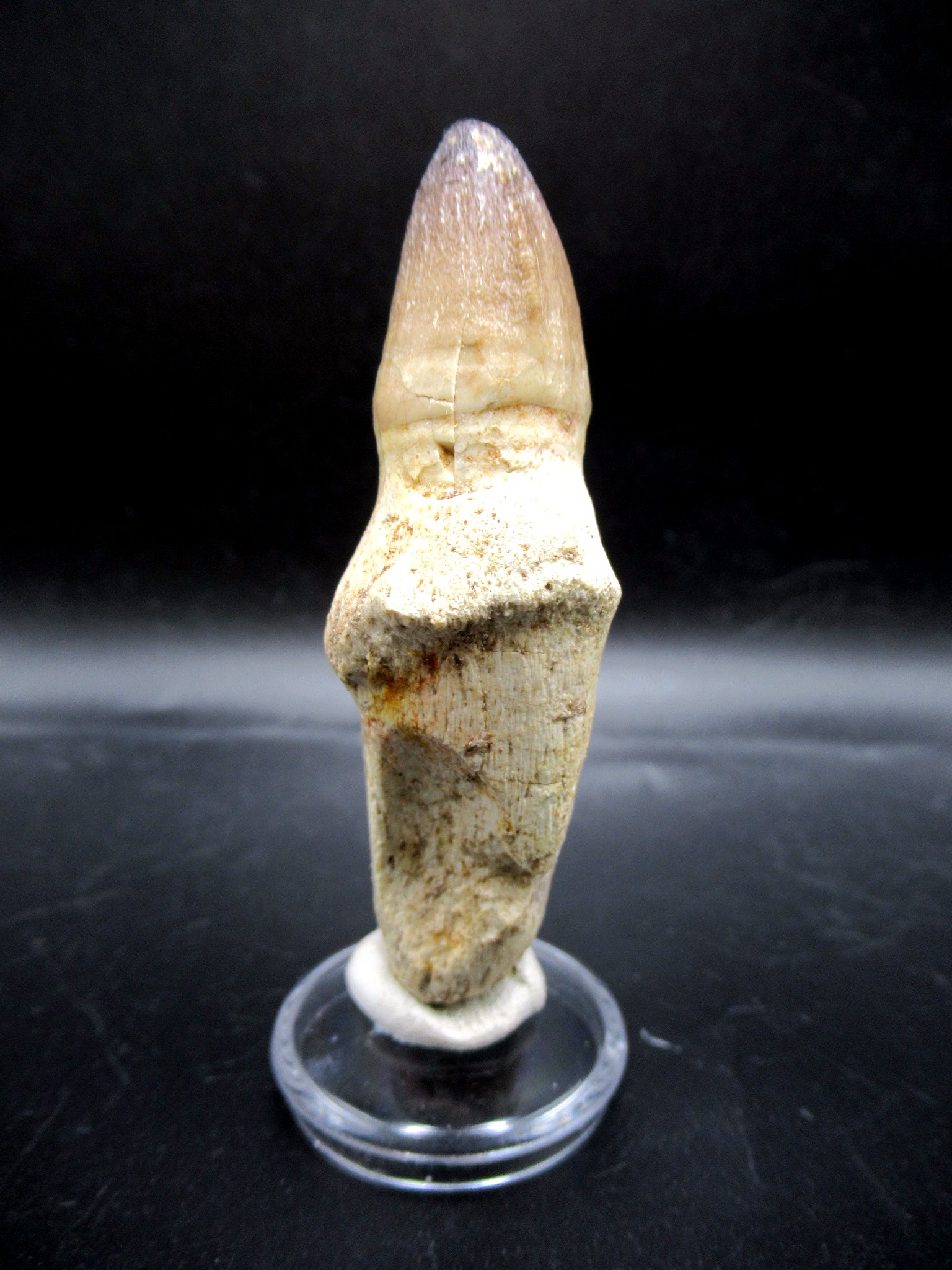 Morocco Cretaceous Prognathodon Anceps Mosasaur Tooth 13 | Fossils for Sale Genuine Cretaceous Age Prognathodon Anceps Mosasaur Tooth for Sale from Morocco #13