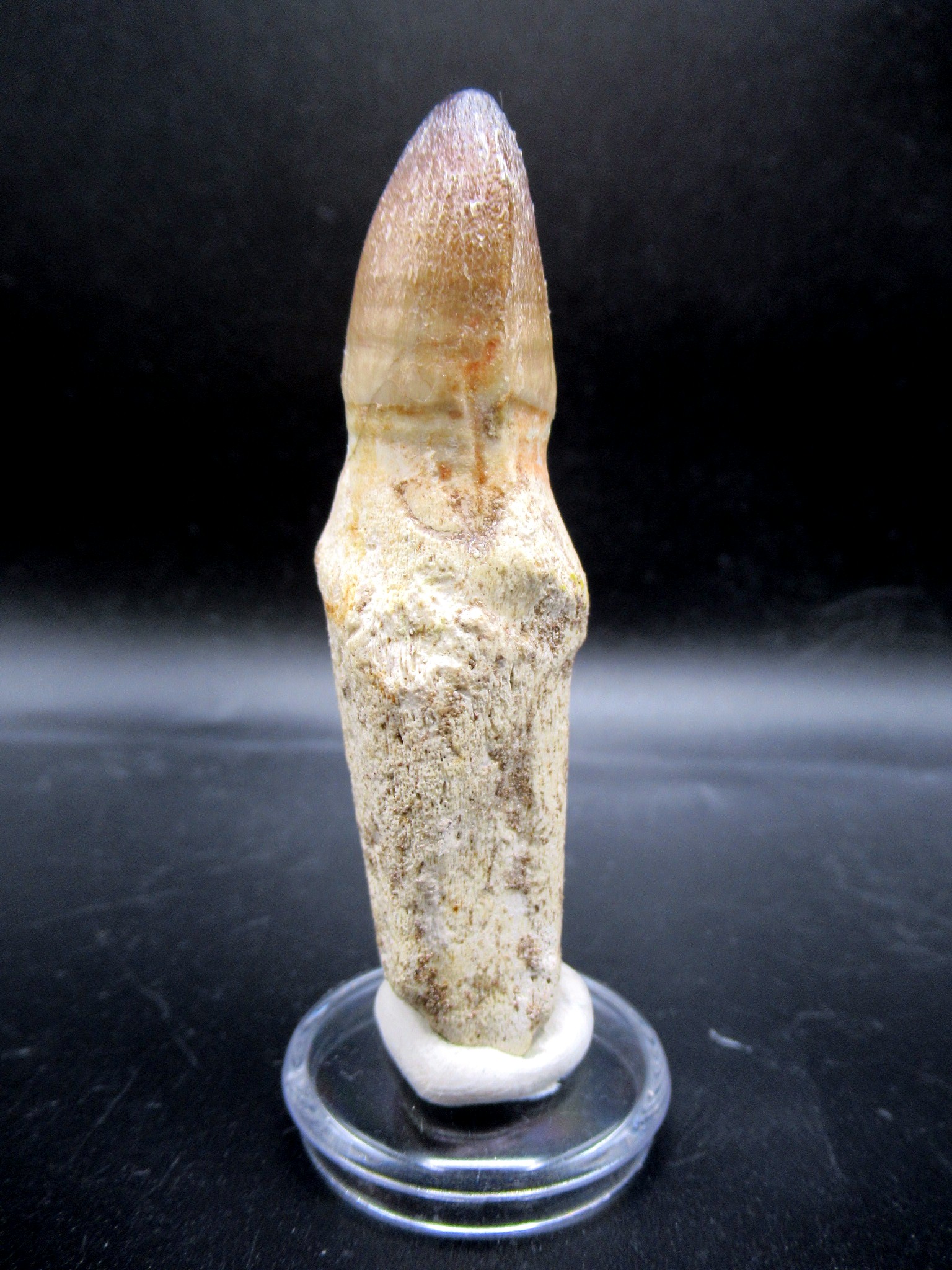 Morocco Cretaceous Prognathodon Anceps Mosasaur Tooth 13b | Fossils for Sale Genuine Cretaceous Age Prognathodon Anceps Mosasaur Tooth for Sale from Morocco #13b