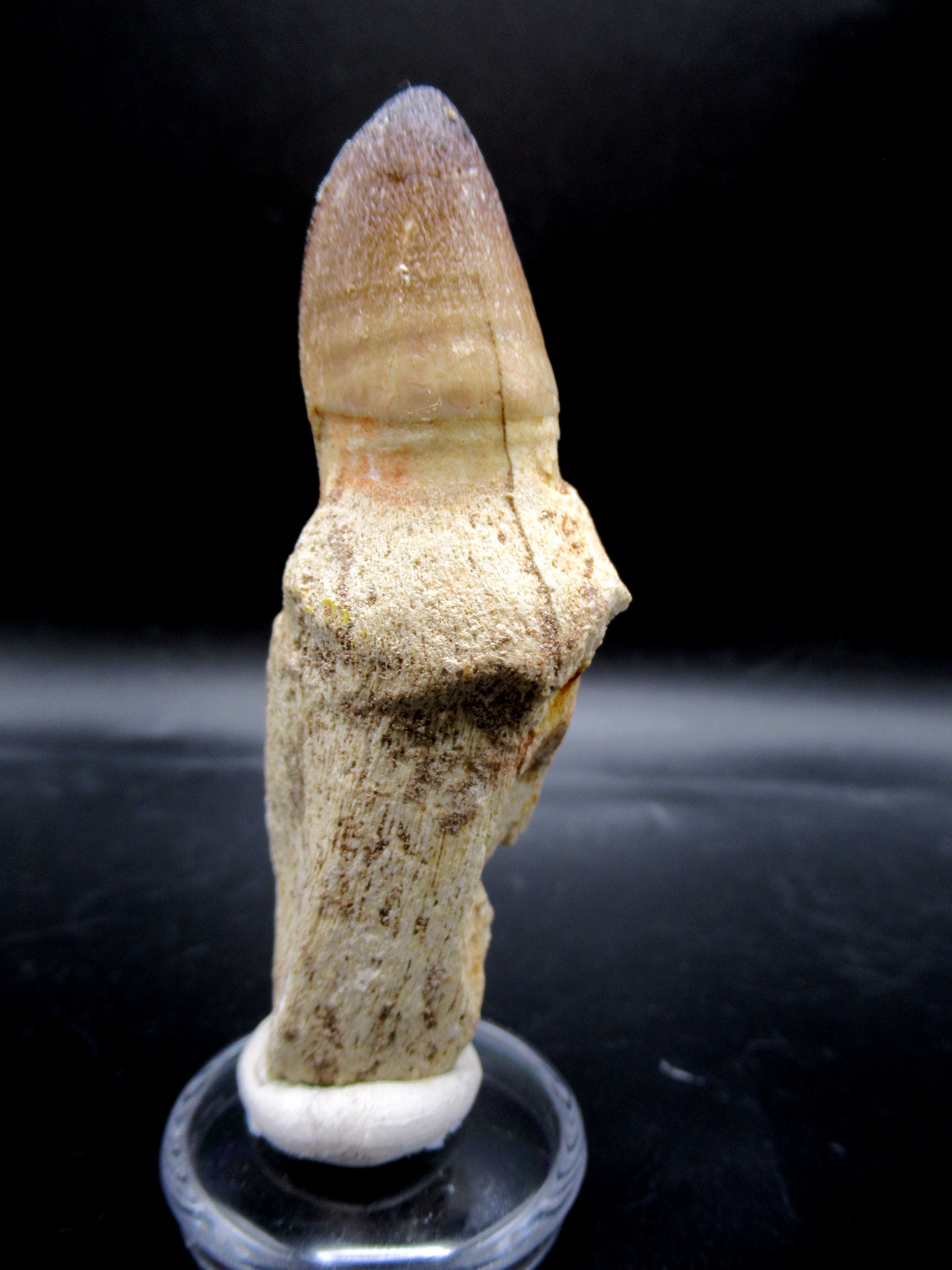 Morocco Cretaceous Prognathodon Anceps Mosasaur Tooth 13c | Fossils for Sale Genuine Cretaceous Age Prognathodon Anceps Mosasaur Tooth for Sale from Morocco #13c