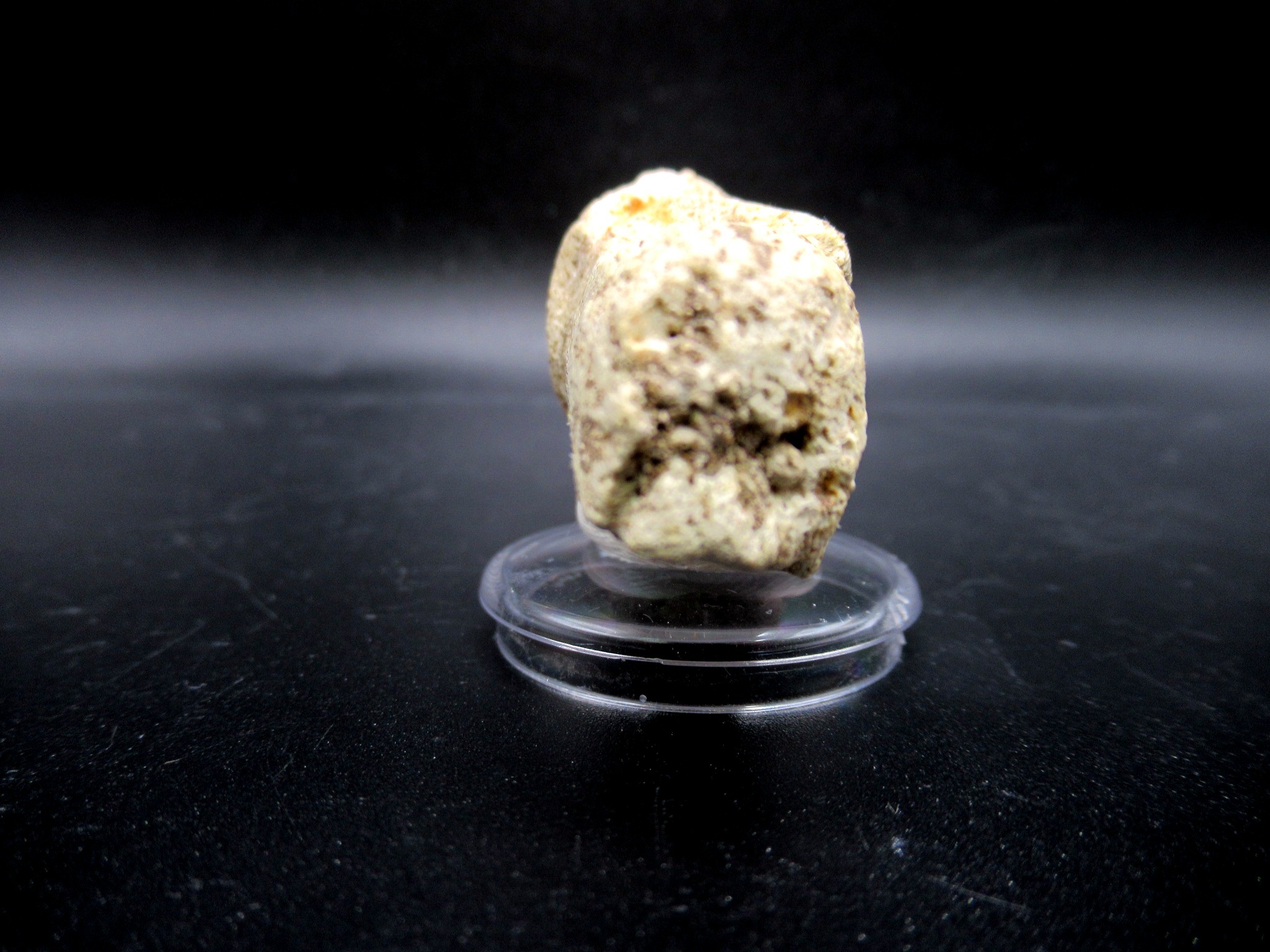 Morocco Cretaceous Prognathodon Anceps Mosasaur Tooth 13d | Fossils for Sale Genuine Cretaceous Age Prognathodon Anceps Mosasaur Tooth for Sale from Morocco #13d
