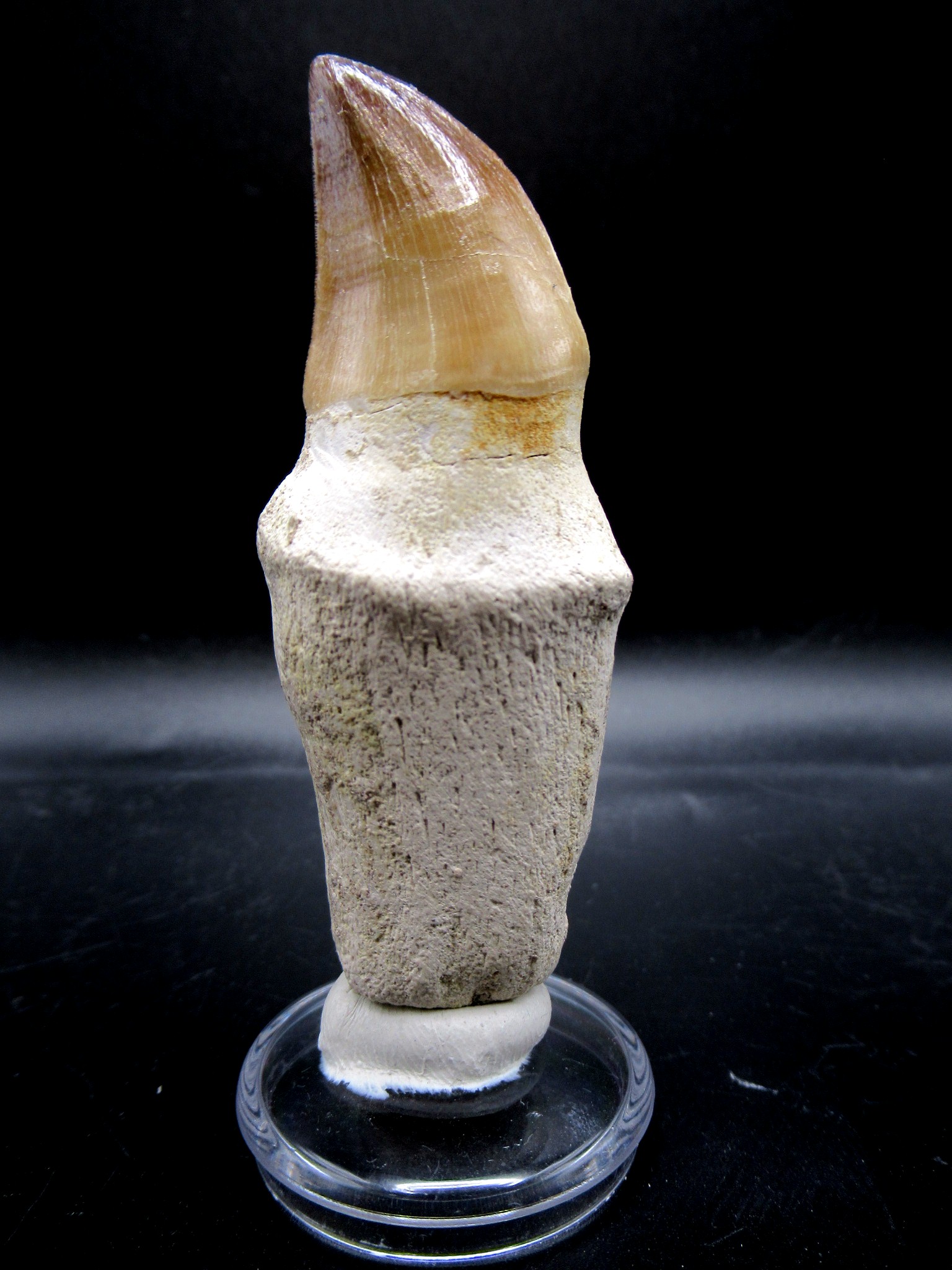 Morocco Cretaceous Prognathodon Anceps Mosasaur Tooth 14 | Fossils for Sale Genuine Cretaceous Age Prognathodon Anceps Mosasaur Tooth for Sale from Morocco #14