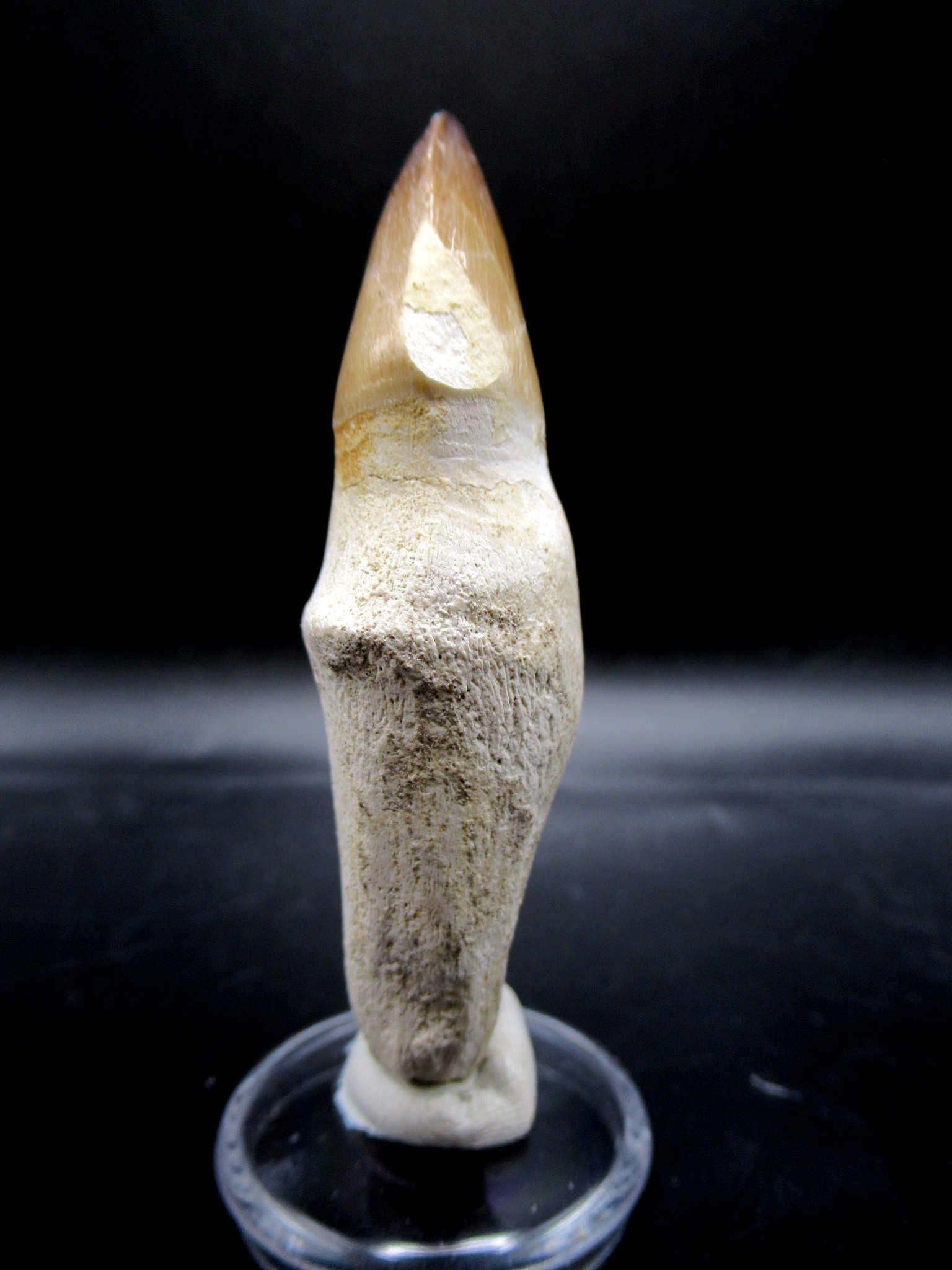 Morocco Cretaceous Prognathodon Anceps Mosasaur Tooth 14a | Fossils for Sale Genuine Cretaceous Age Prognathodon Anceps Mosasaur Tooth for Sale from Morocco #14a