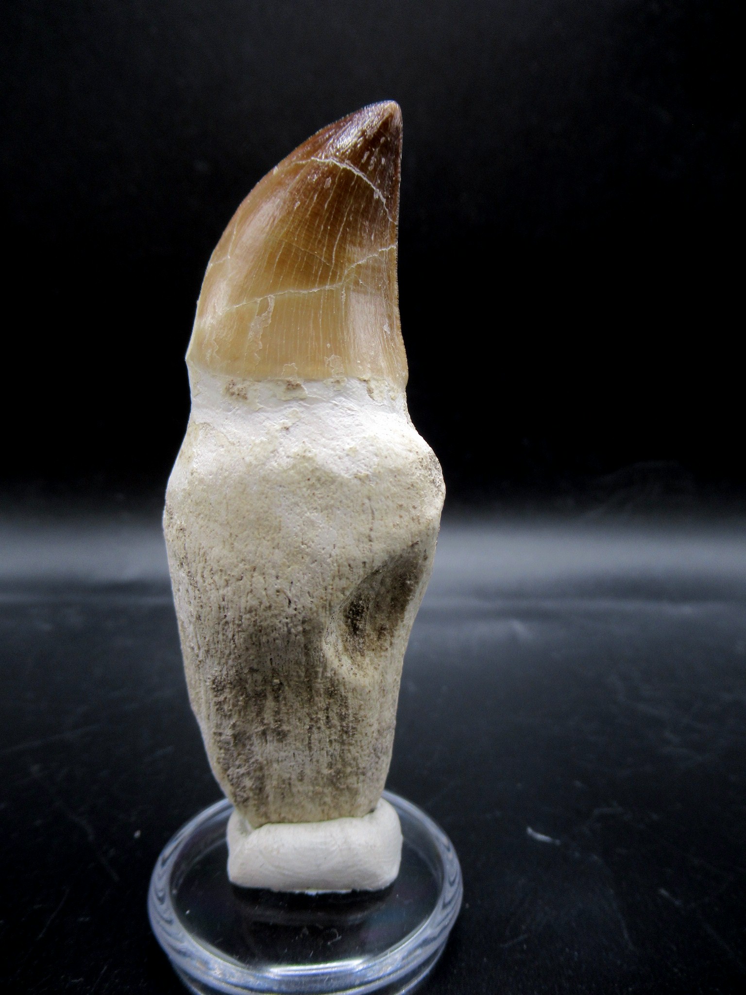 Morocco Cretaceous Prognathodon Anceps Mosasaur Tooth 14b | Fossils for Sale Genuine Cretaceous Age Prognathodon Anceps Mosasaur Tooth for Sale from Morocco #14b
