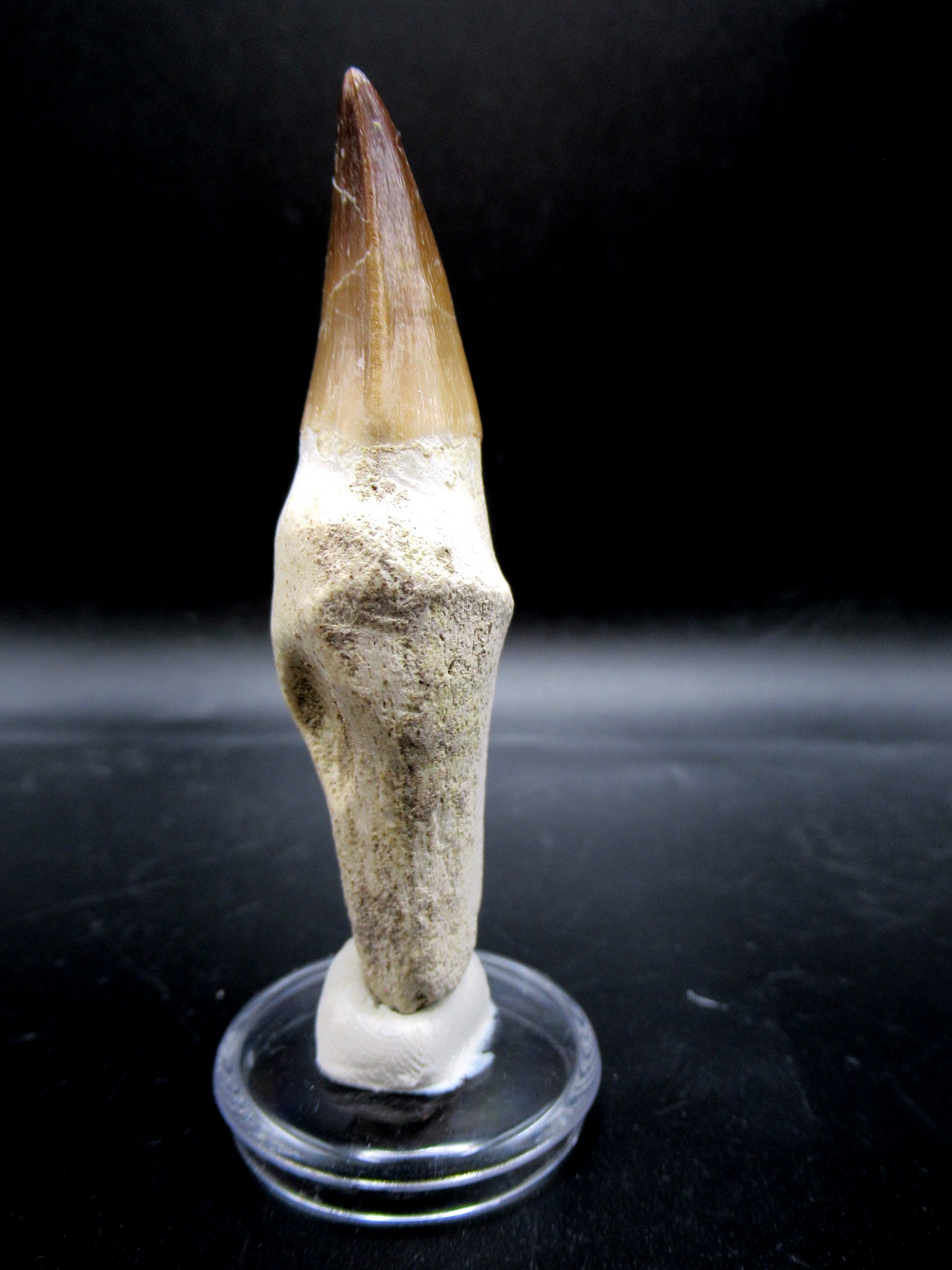 Morocco Cretaceous Prognathodon Anceps Mosasaur Tooth 14c | Fossils for Sale Genuine Cretaceous Age Prognathodon Anceps Mosasaur Tooth for Sale from Morocco #14c