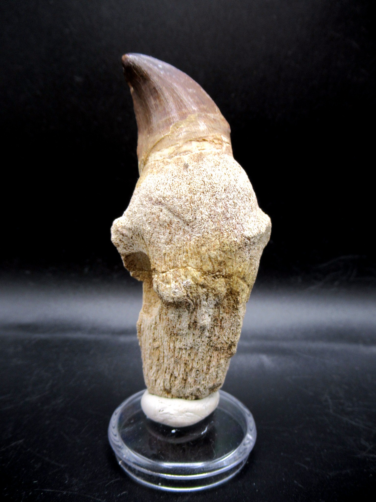 Morocco Cretaceous Prognathodon Anceps Mosasaur Tooth 16 | Fossils for Sale Genuine Cretaceous Age Prognathodon Anceps Mosasaur Tooth for Sale from Morocco #16