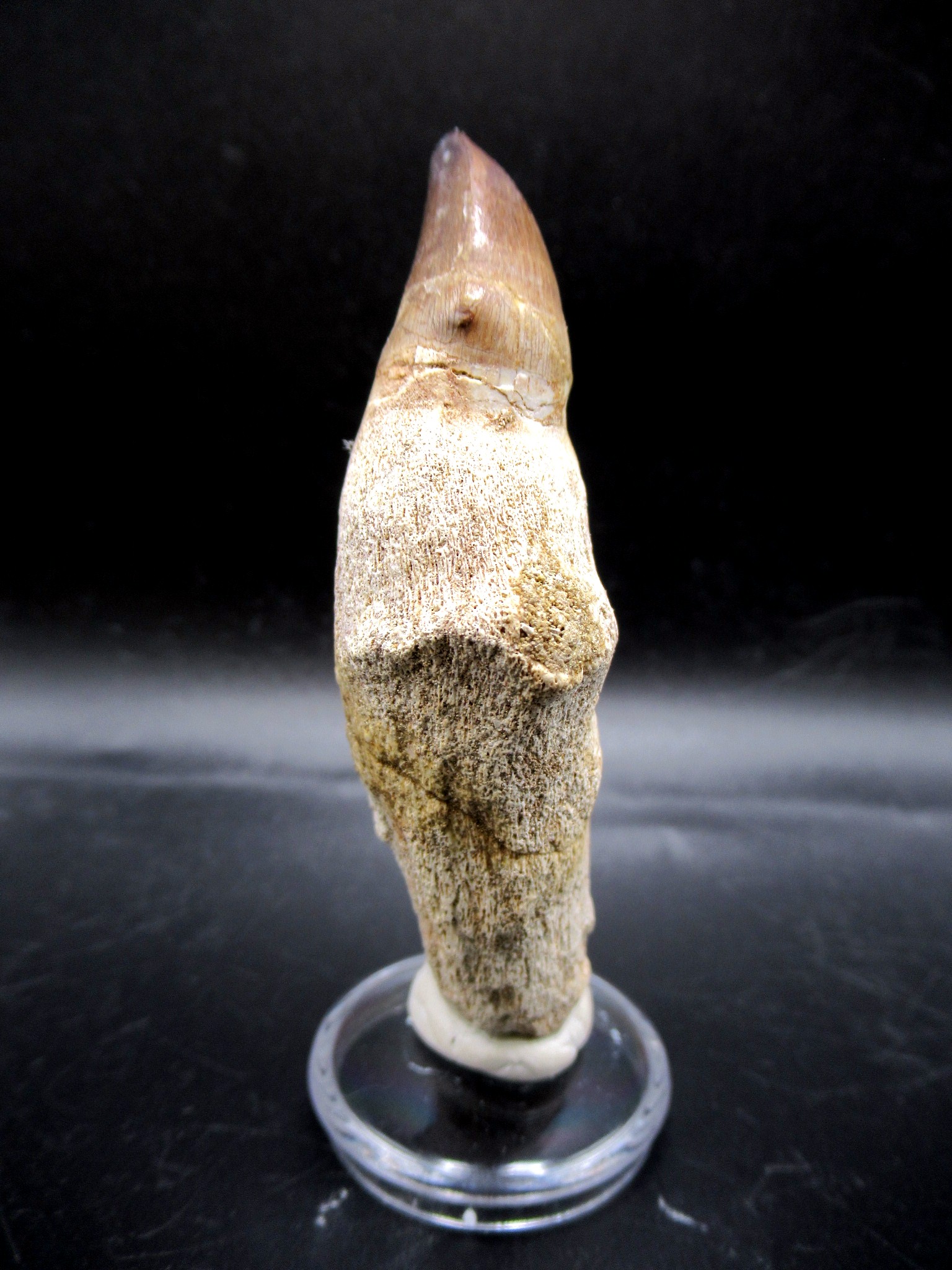 Morocco Cretaceous Prognathodon Anceps Mosasaur Tooth 16a | Fossils for Sale Genuine Cretaceous Age Prognathodon Anceps Mosasaur Tooth for Sale from Morocco #16a