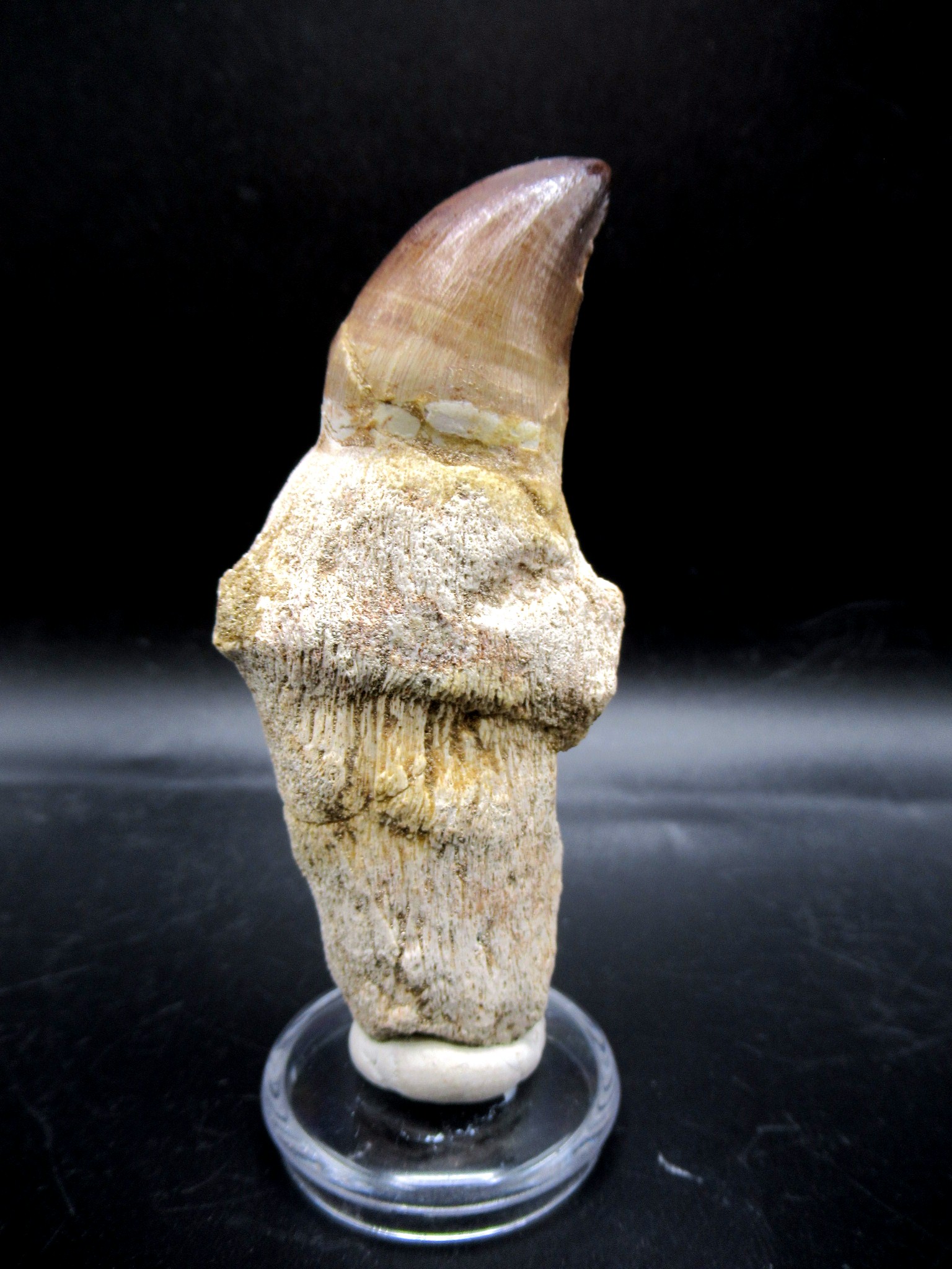 Morocco Cretaceous Prognathodon Anceps Mosasaur Tooth 16b | Fossils for Sale Genuine Cretaceous Age Prognathodon Anceps Mosasaur Tooth for Sale from Morocco #16b