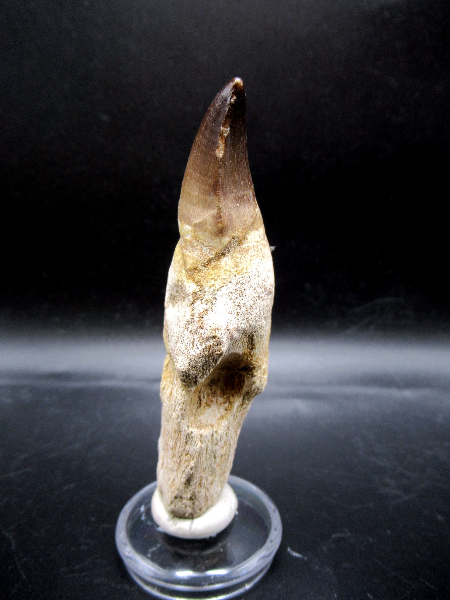 Morocco Cretaceous Prognathodon Anceps Mosasaur Tooth 16c | Fossils for Sale Genuine Cretaceous Age Prognathodon Anceps Mosasaur Tooth for Sale from Morocco #16c