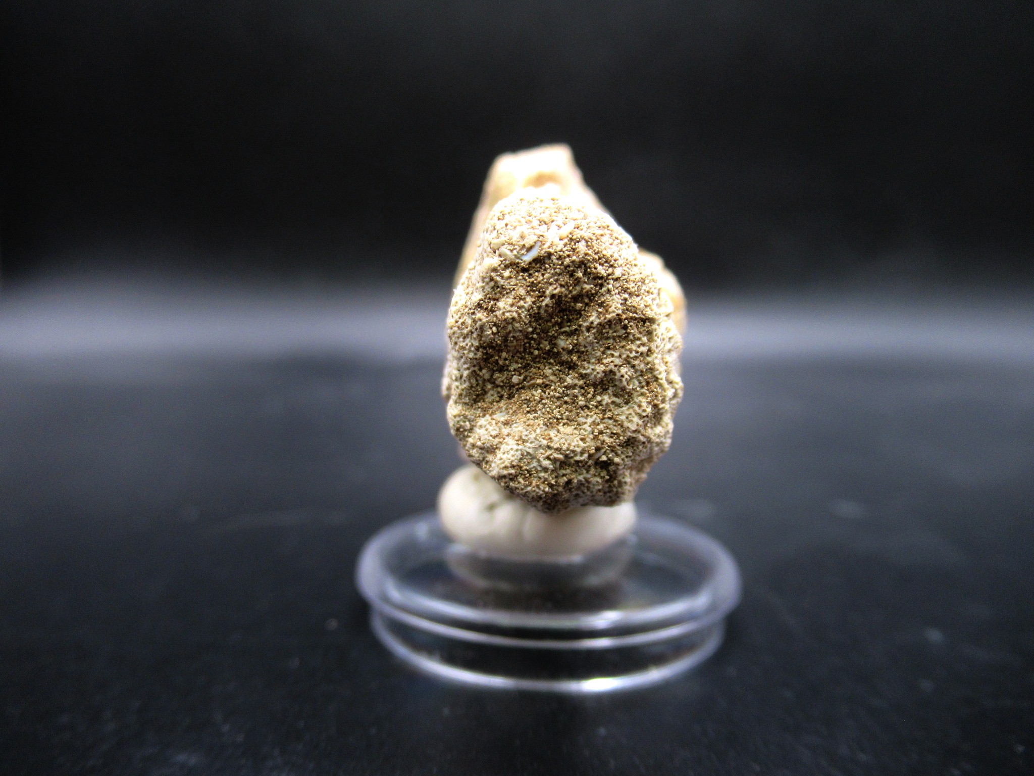 Morocco Cretaceous Prognathodon Anceps Mosasaur Tooth 16d | Fossils for Sale Genuine Cretaceous Age Prognathodon Anceps Mosasaur Tooth for Sale from Morocco #16d