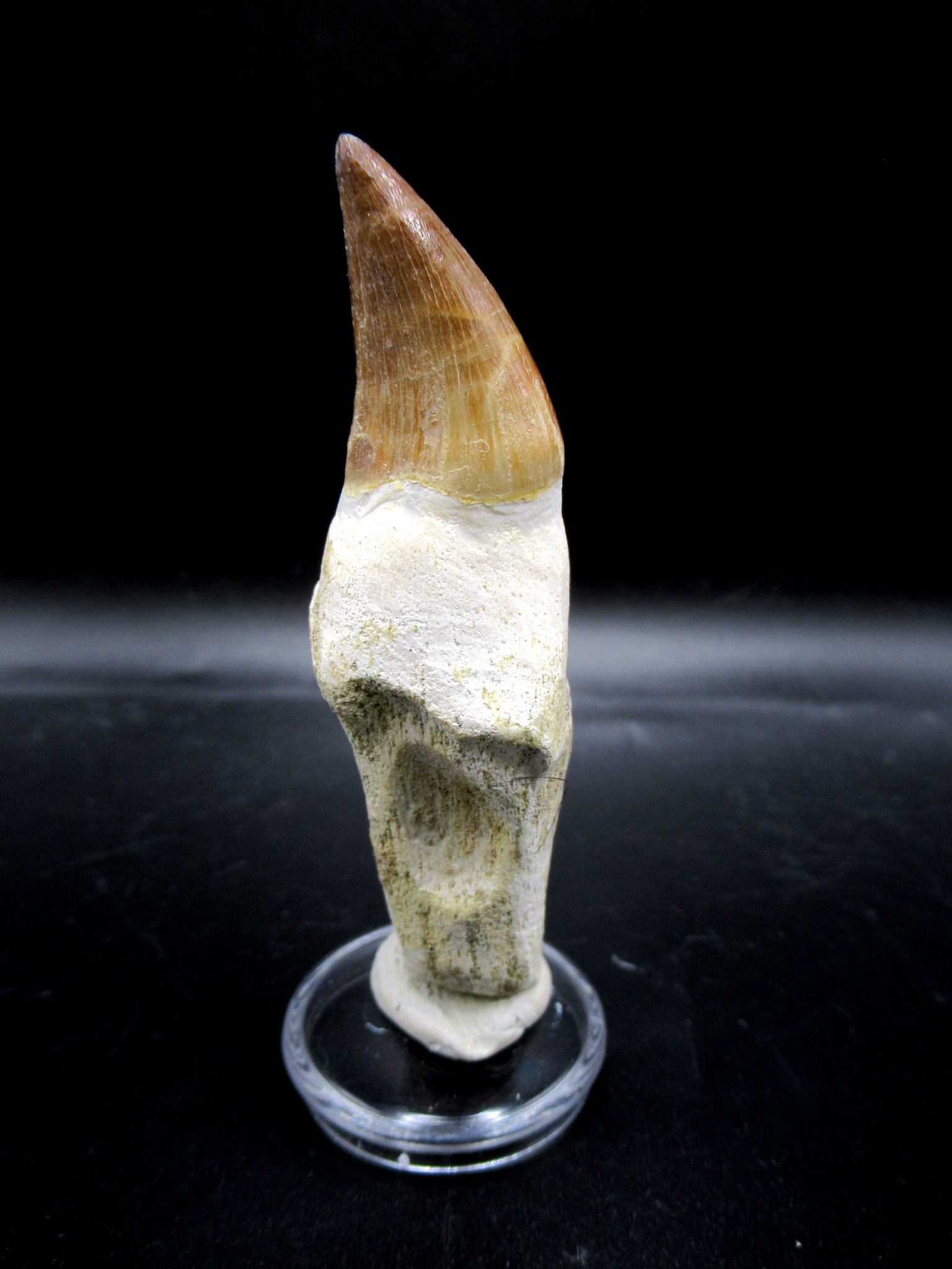 Morocco Cretaceous Prognathodon Anceps Mosasaur Tooth 17 | Fossils for Sale Genuine Cretaceous Age Prognathodon Anceps Mosasaur Tooth for Sale from Morocco #17