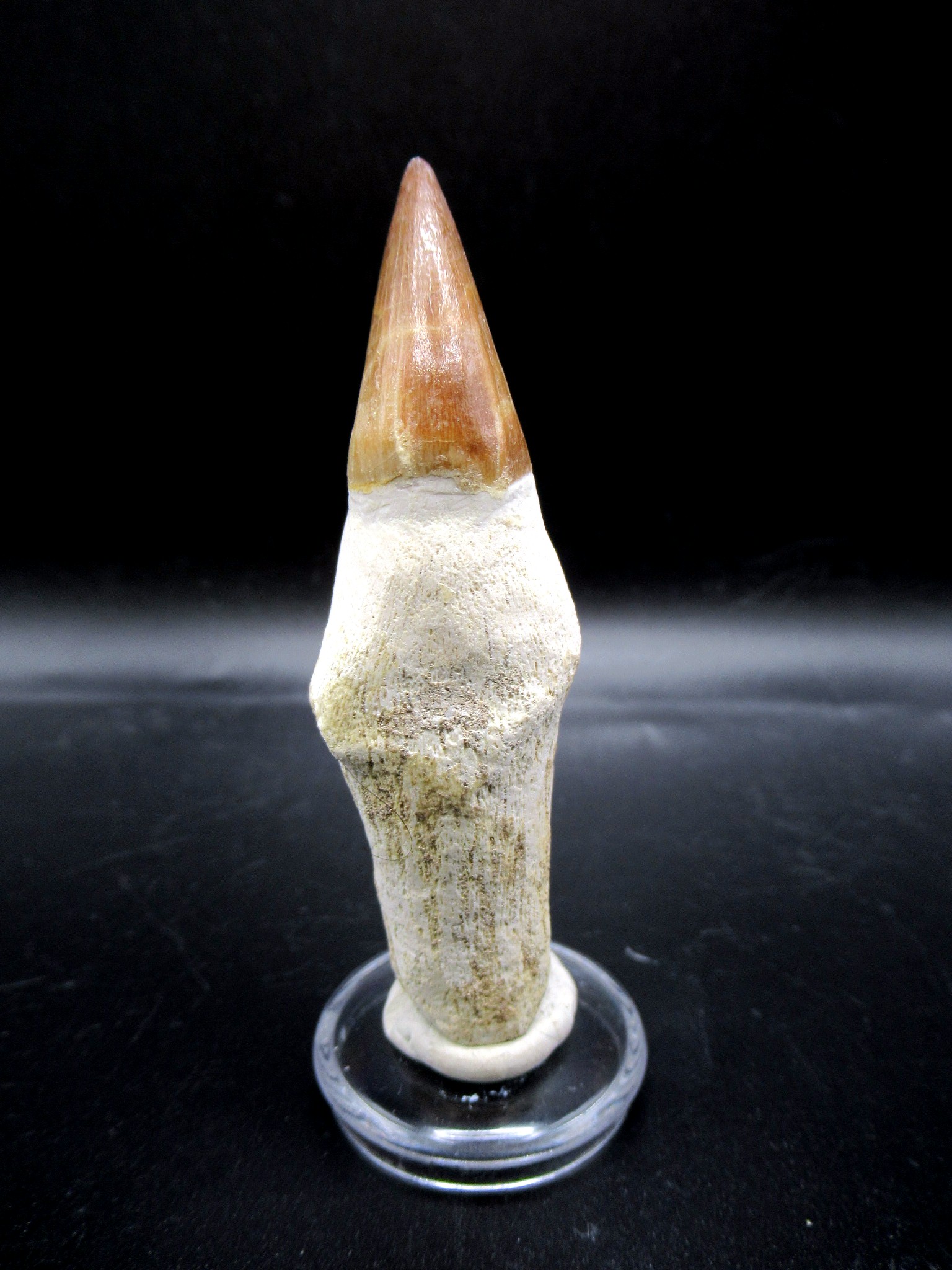 Morocco Cretaceous Prognathodon Anceps Mosasaur Tooth 17a | Fossils for Sale Genuine Cretaceous Age Prognathodon Anceps Mosasaur Tooth for Sale from Morocco #17a
