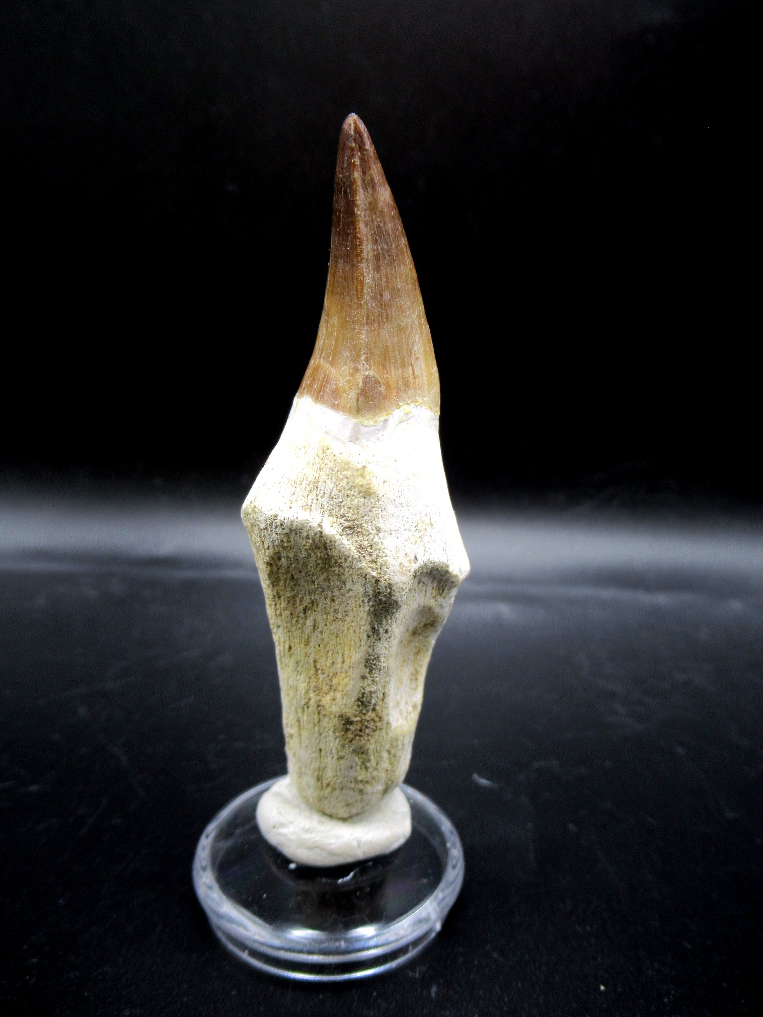 Morocco Cretaceous Prognathodon Anceps Mosasaur Tooth 17c | Fossils for Sale Genuine Cretaceous Age Prognathodon Anceps Mosasaur Tooth for Sale from Morocco #17c