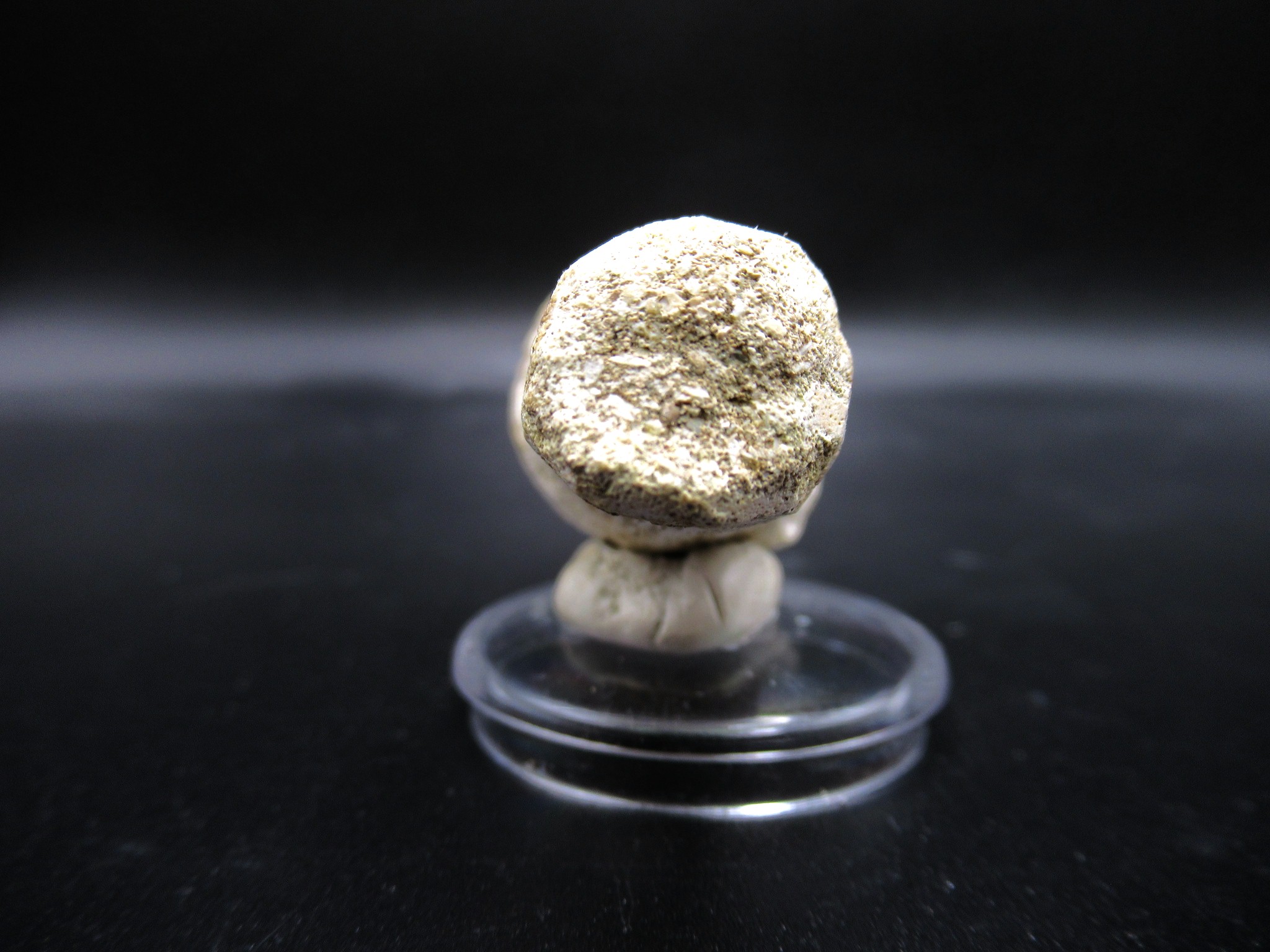 Morocco Cretaceous Prognathodon Anceps Mosasaur Tooth 17d | Fossils for Sale Genuine Cretaceous Age Prognathodon Anceps Mosasaur Tooth for Sale from Morocco #17d