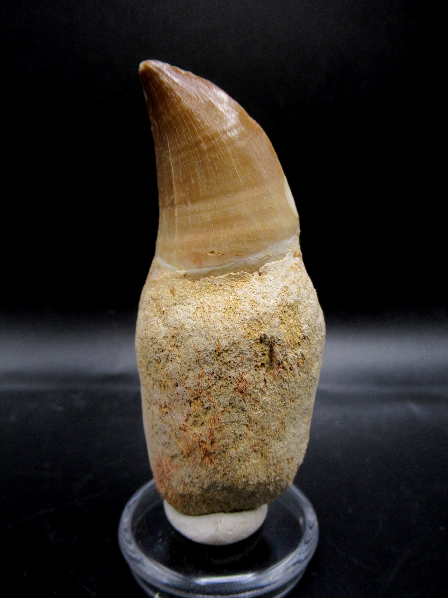 Genuine Cycloceris Solitary Coral From Morocco For Sale #4