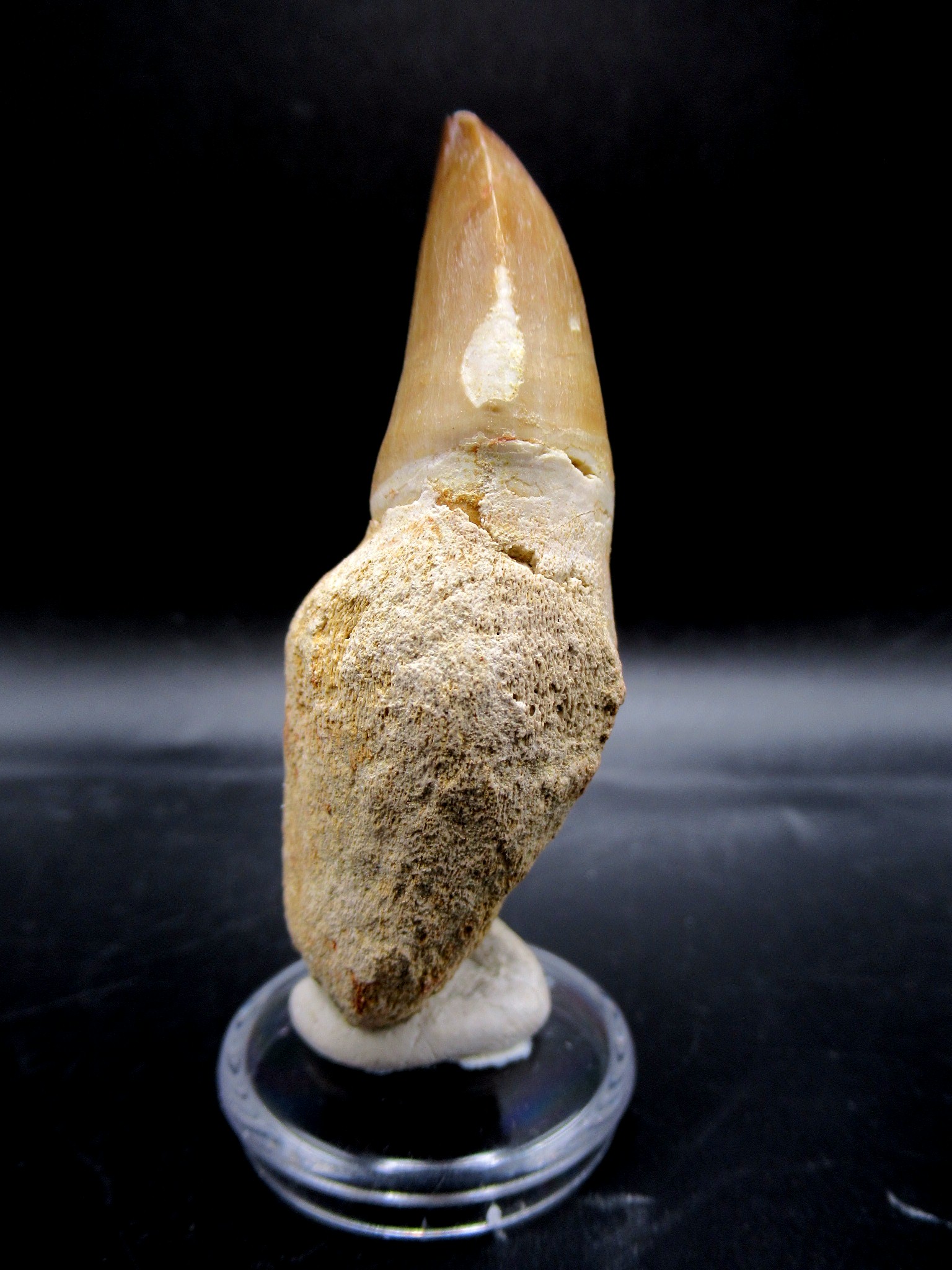 Morocco Cretaceous Prognathodon Anceps Mosasaur Tooth 19a | Fossils for Sale Genuine Cretaceous Age Prognathodon Anceps Mosasaur Tooth for Sale from Morocco #19a