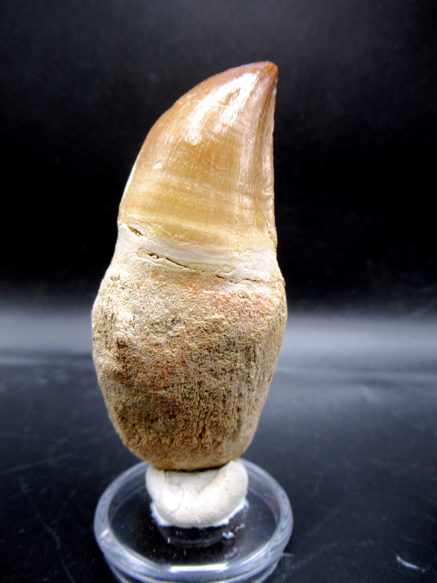 Morocco Cretaceous Prognathodon Anceps Mosasaur Tooth 19b | Fossils for Sale Genuine Cretaceous Age Prognathodon Anceps Mosasaur Tooth for Sale from Morocco #19b