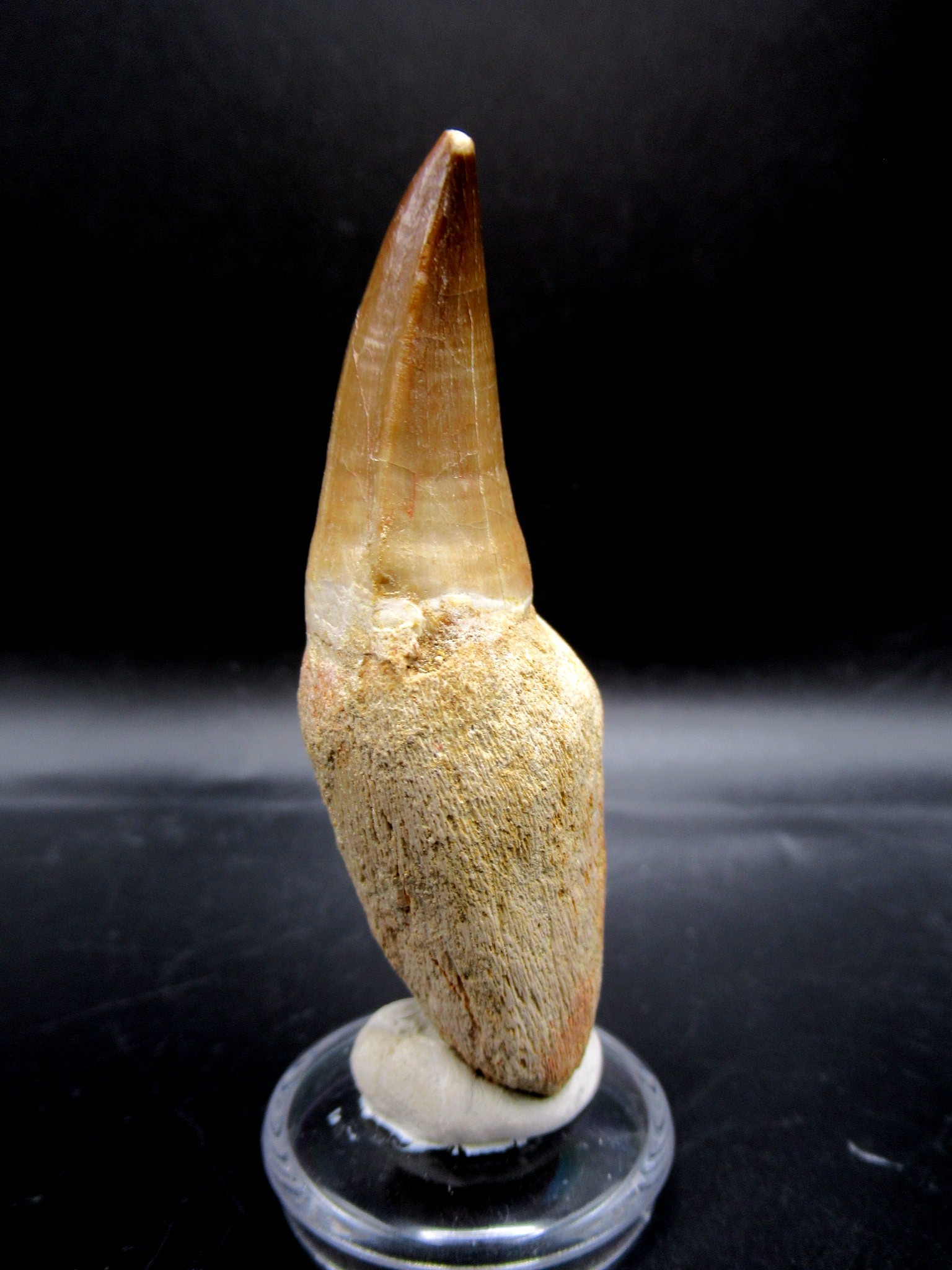 Morocco Cretaceous Prognathodon Anceps Mosasaur Tooth 19c | Fossils for Sale Genuine Cretaceous Age Prognathodon Anceps Mosasaur Tooth for Sale from Morocco #19c