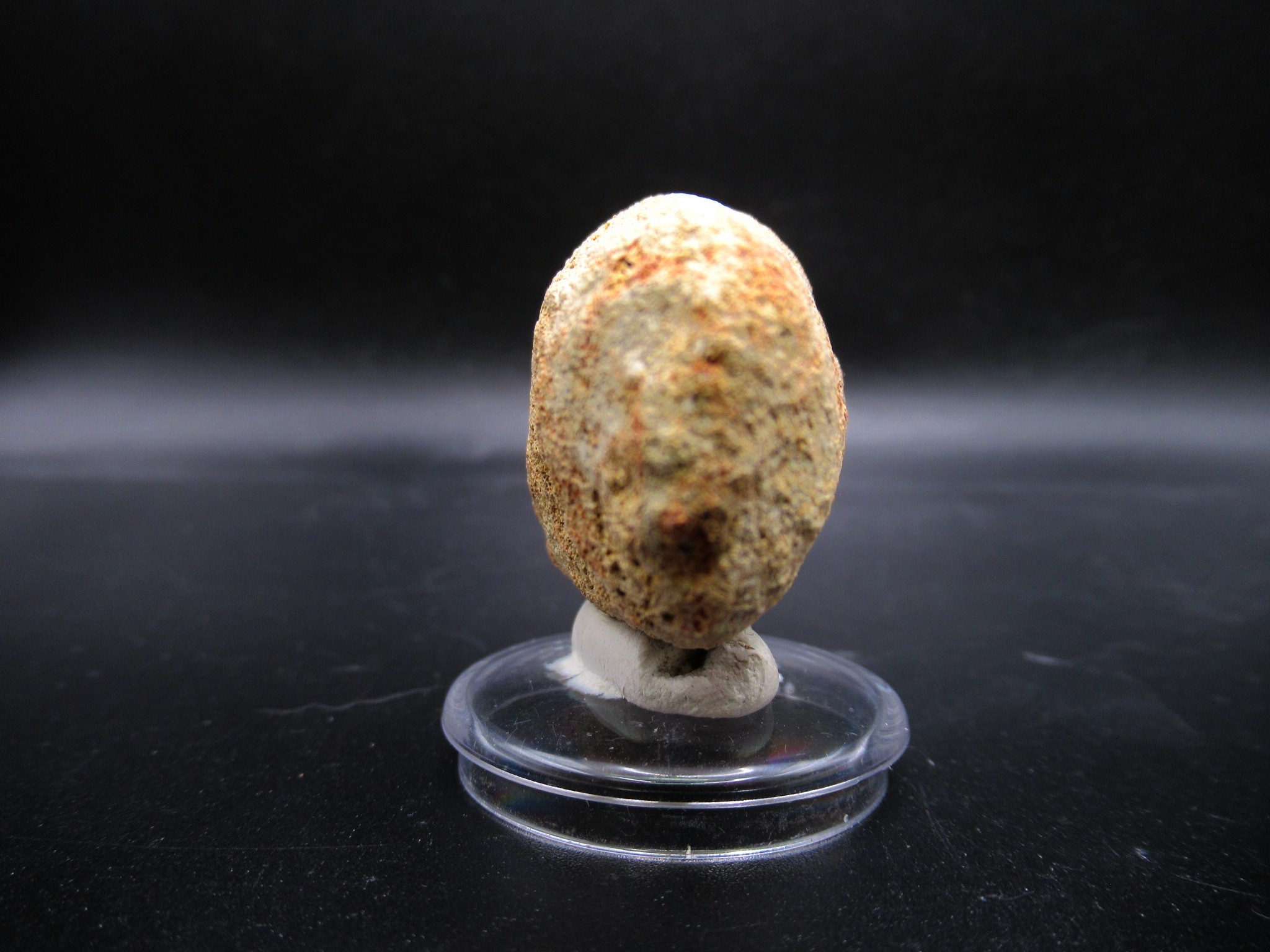 Morocco Cretaceous Prognathodon Anceps Mosasaur Tooth 19d | Fossils for Sale Genuine Cretaceous Age Prognathodon Anceps Mosasaur Tooth for Sale from Morocco #19d