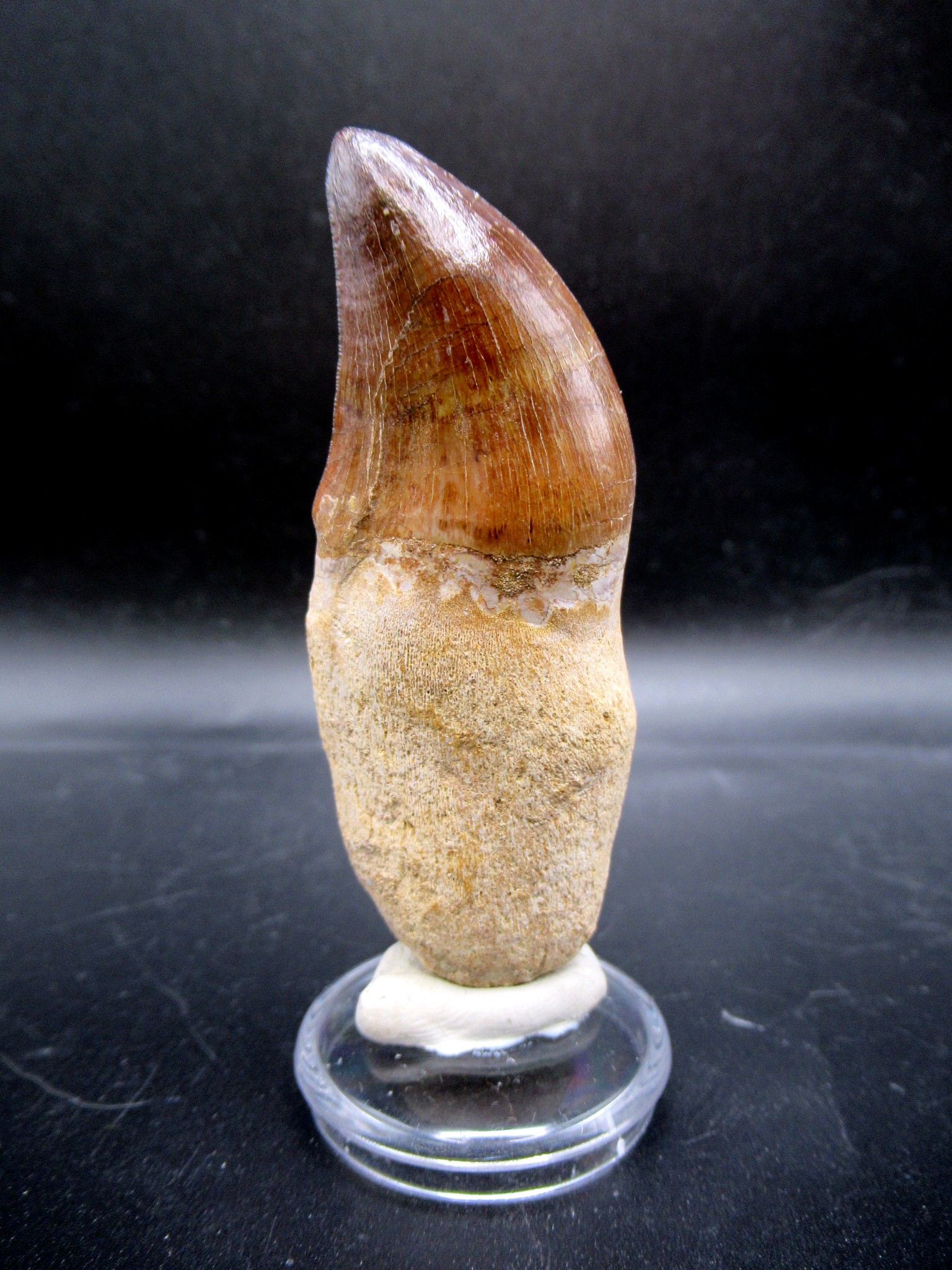 Morocco Cretaceous Prognathodon Anceps Mosasaur Tooth 20b | Fossils for Sale Genuine Cretaceous Age Prognathodon Anceps Mosasaur Tooth for Sale from Morocco #20b