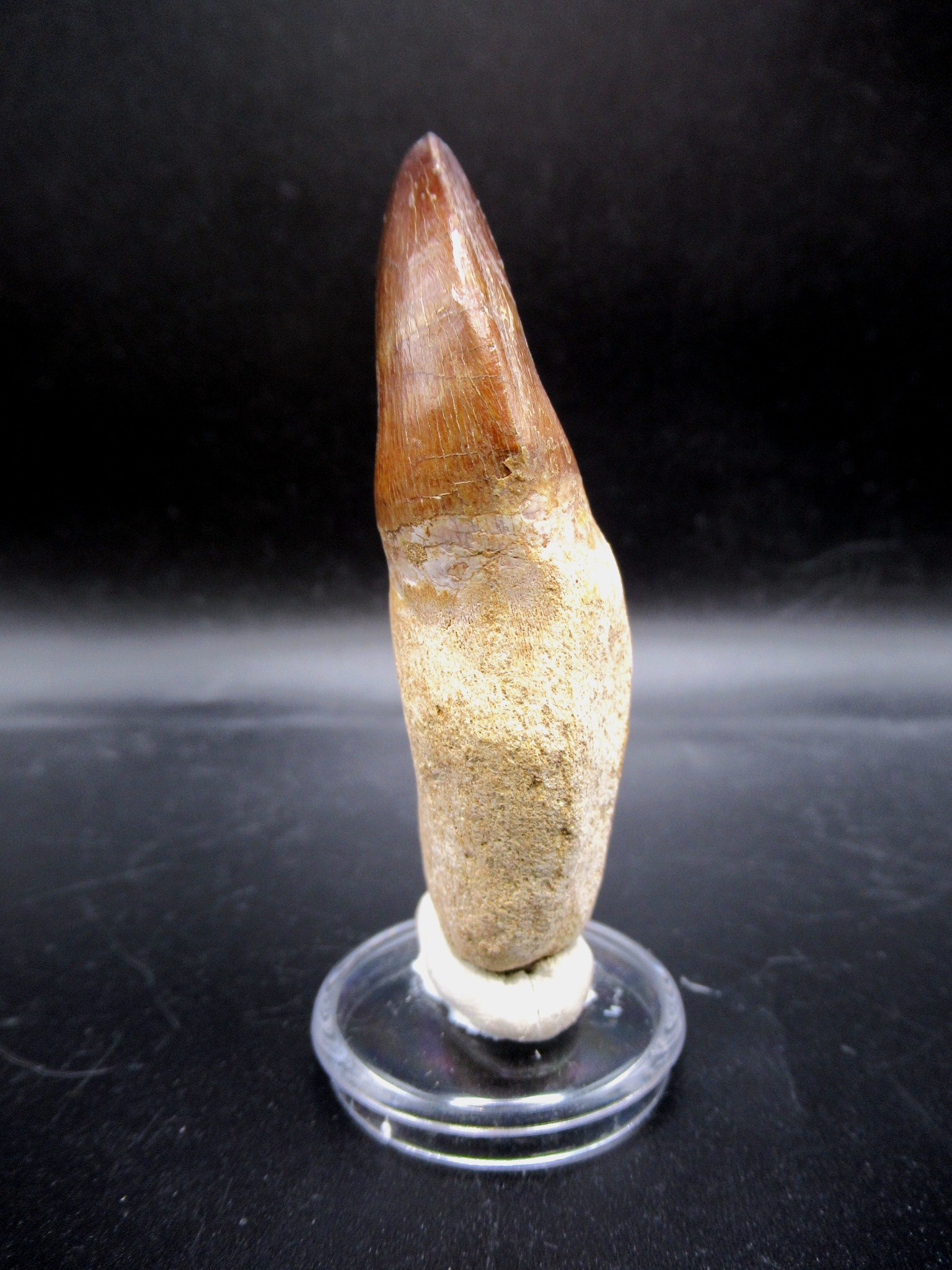 Morocco Cretaceous Prognathodon Anceps Mosasaur Tooth 20c | Fossils for Sale Genuine Cretaceous Age Prognathodon Anceps Mosasaur Tooth for Sale from Morocco #20c