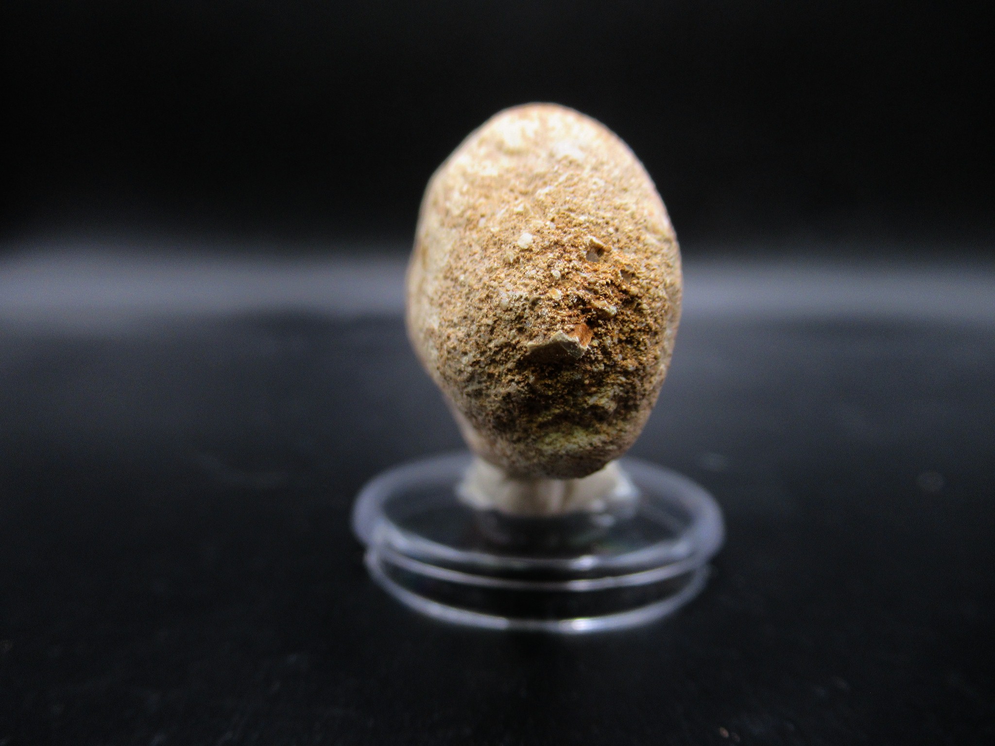 Morocco Cretaceous Prognathodon Anceps Mosasaur Tooth 20d | Fossils for Sale Genuine Cretaceous Age Prognathodon Anceps Mosasaur Tooth for Sale from Morocco #20d